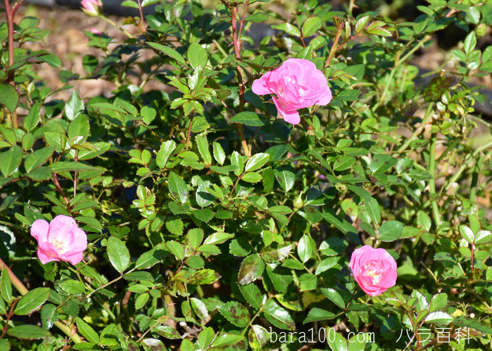 花冠（ハナカンムリ） – バラ百科