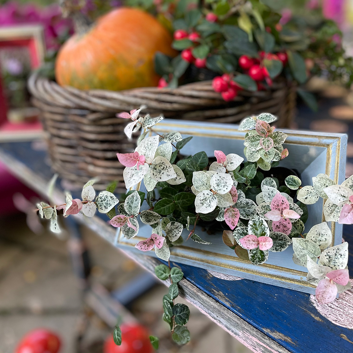 第34回バラクラフラワーショー PLANT FINDER -良い植物を見つけよう