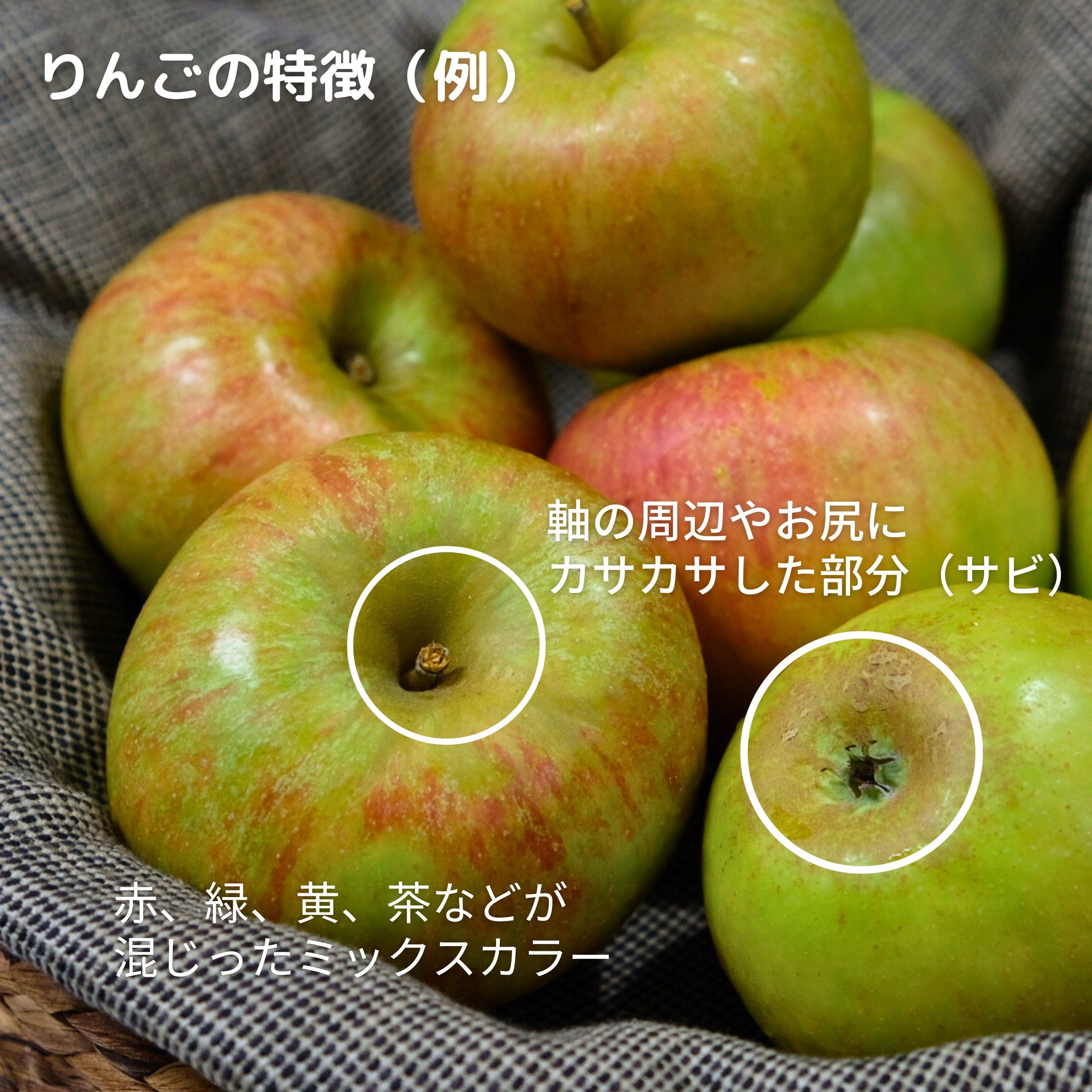 激レアなりんご】コックスオレンジピピン8個（約2.4キロ）岩手県産