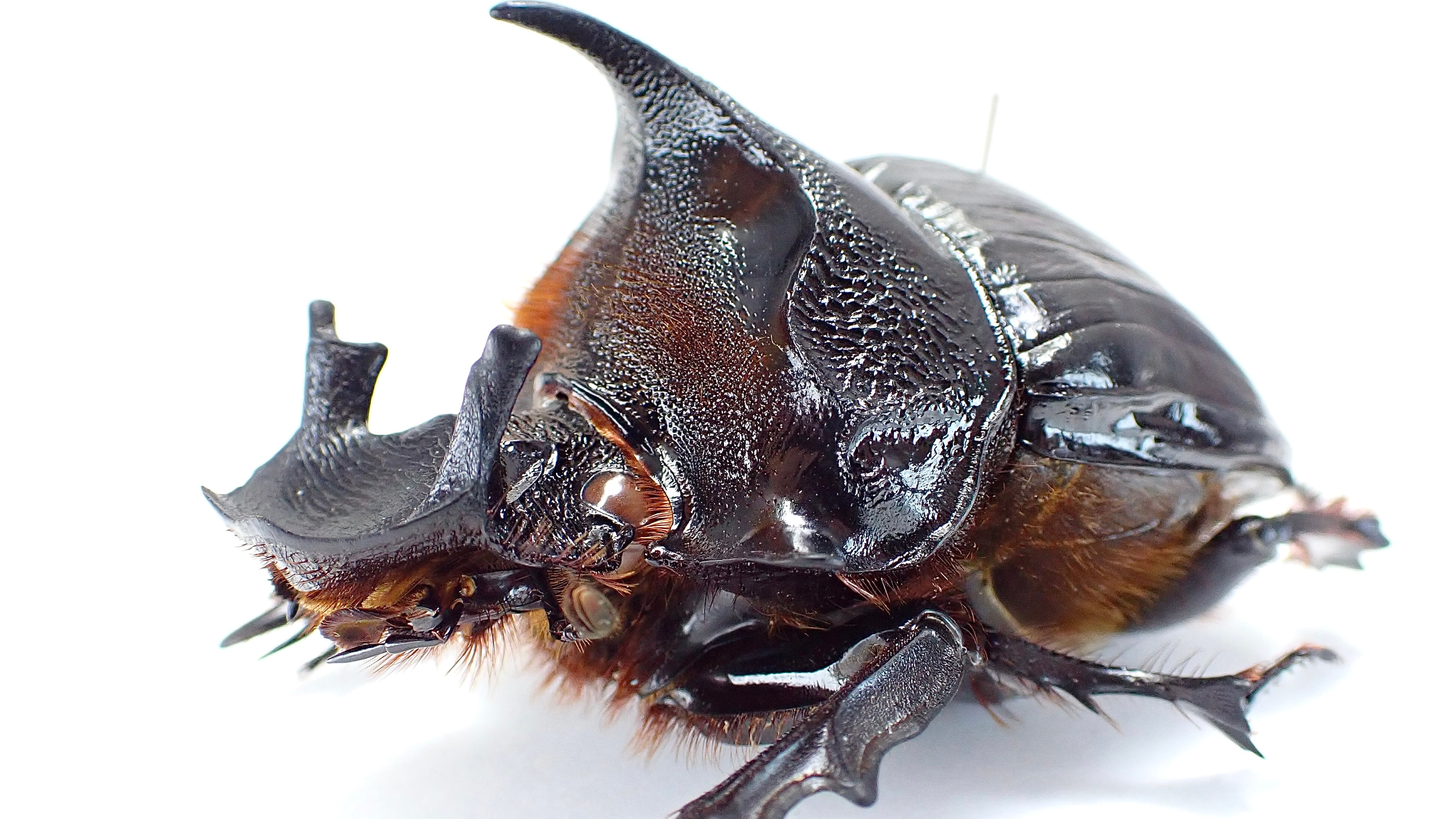 ブラジル産ホープヒサシサイカブト 43mm 【公式通販】