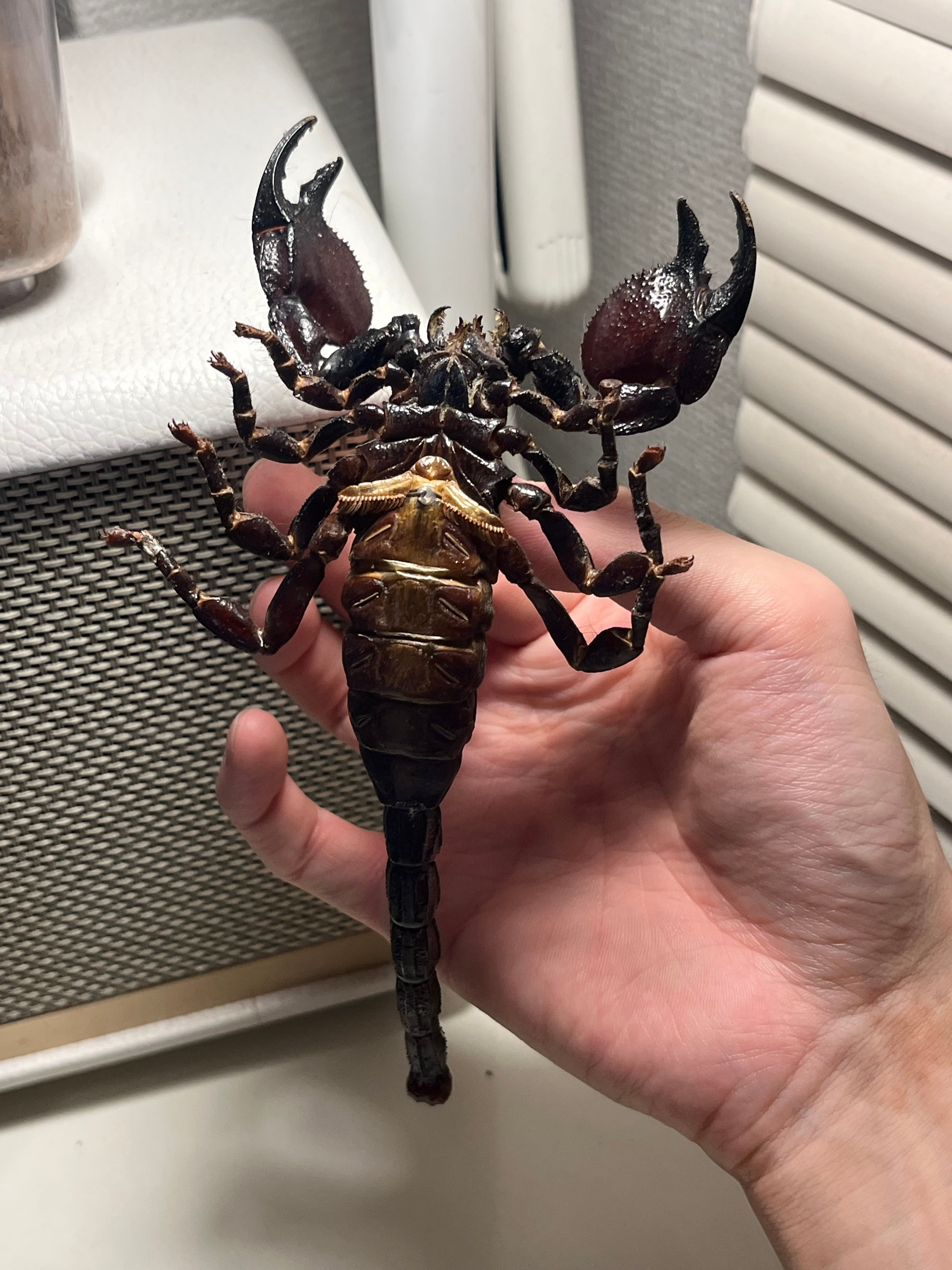 150mm程】ダイオウサソリ エンペラースコーピオンムカデセンチピード