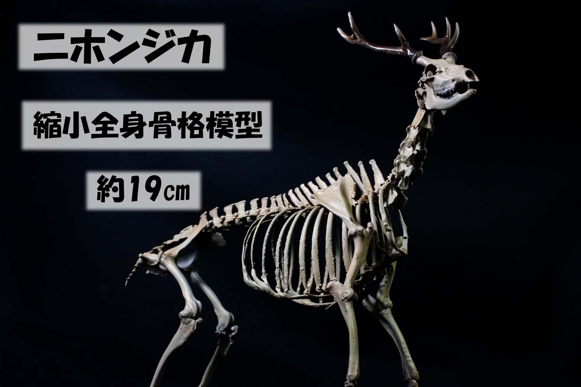 種名ニホンジカ♂ 36Kg 角付き頭骨・舌骨 骨格標本 種名ニホンジカ
