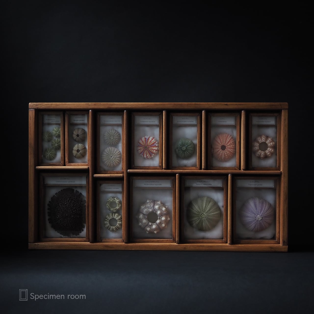 ウニ／クロウニ棘付き標本5個 No.157 ウニ様専用／クロウニ棘付き標本5