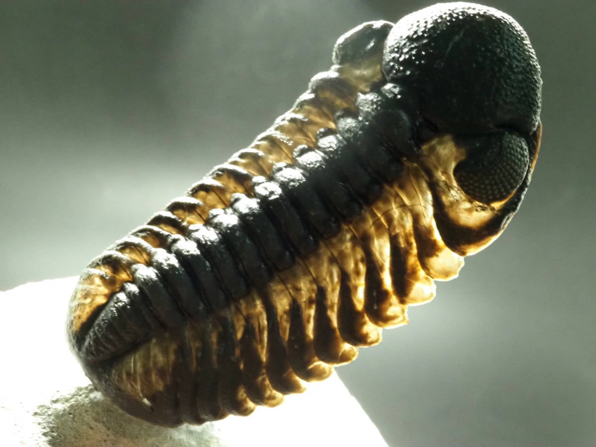 三葉虫 化石 キファスピス モロッコ産 三葉虫 化石 キファスピス