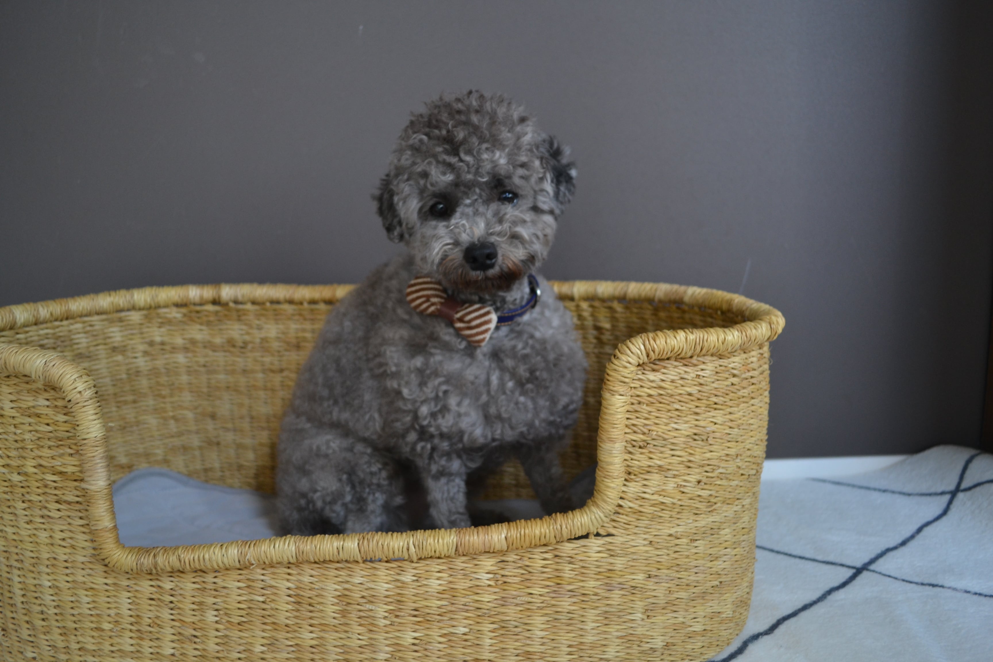 ペットベッド、ボルガバスケット、Mサイズ アウトレット 価格