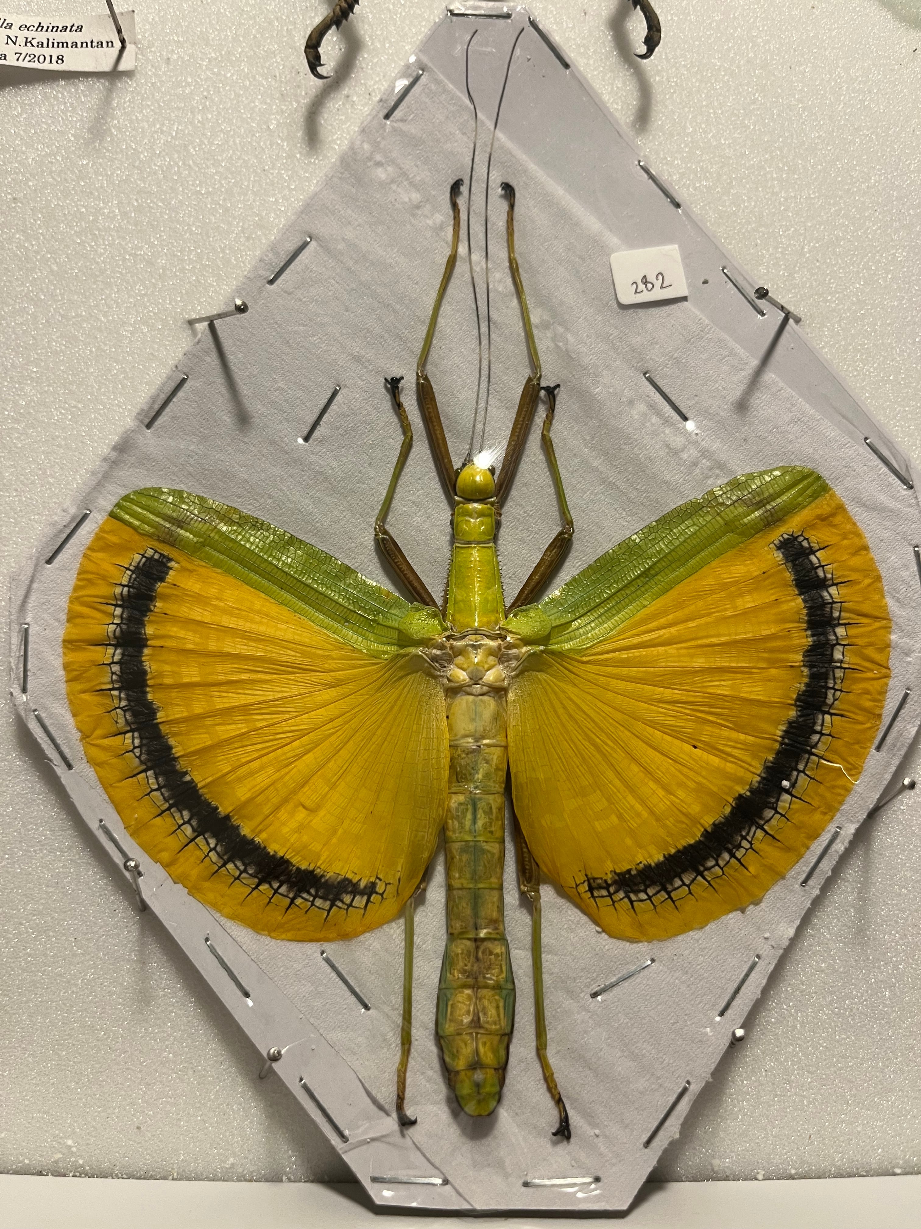 伝説の七節】ロードハウナナフシに酷似のトゲアシフトナナフシオバケ