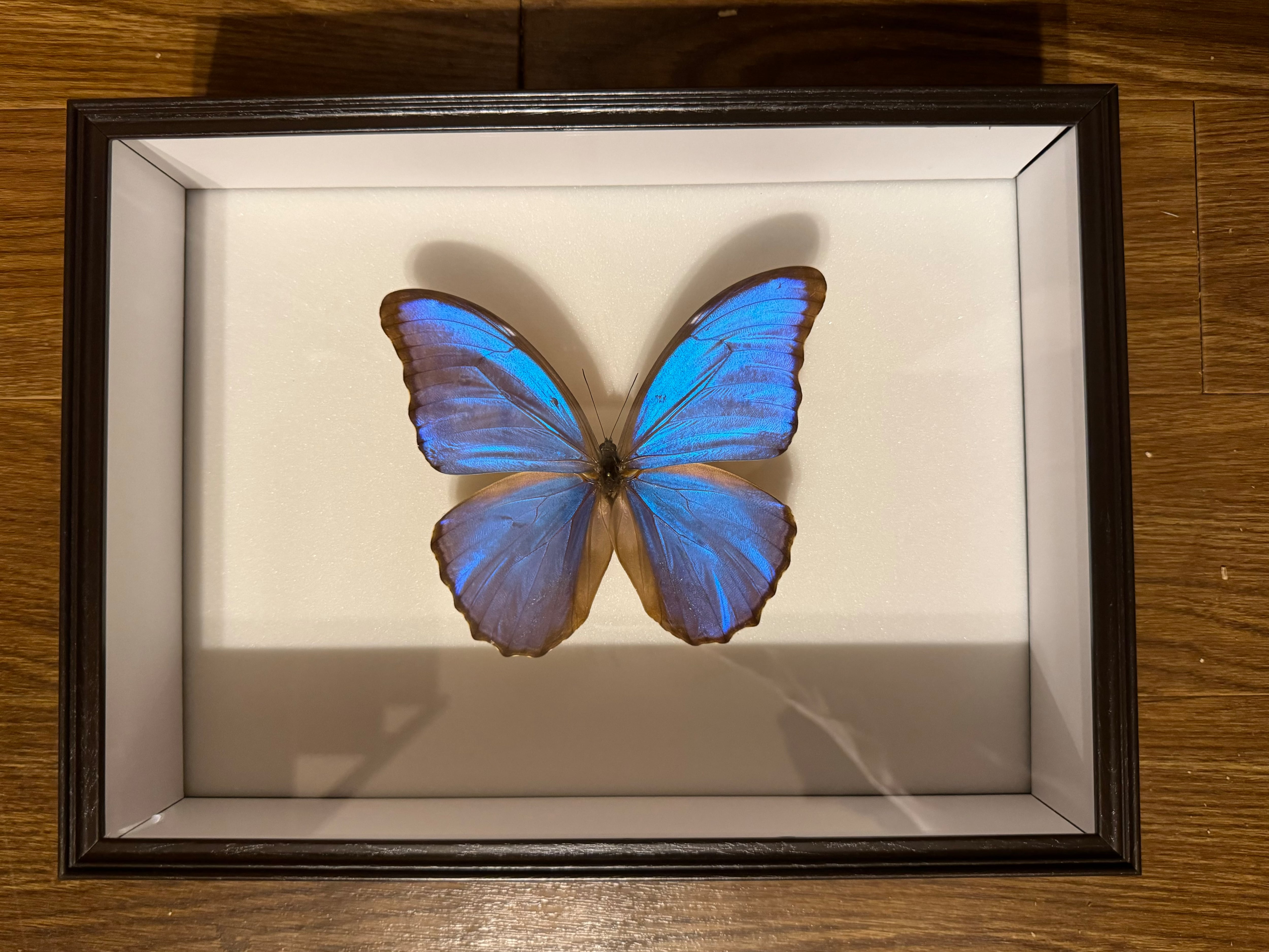 シーラケース標本箱 標準カラー | KPW公式オンラインショップ