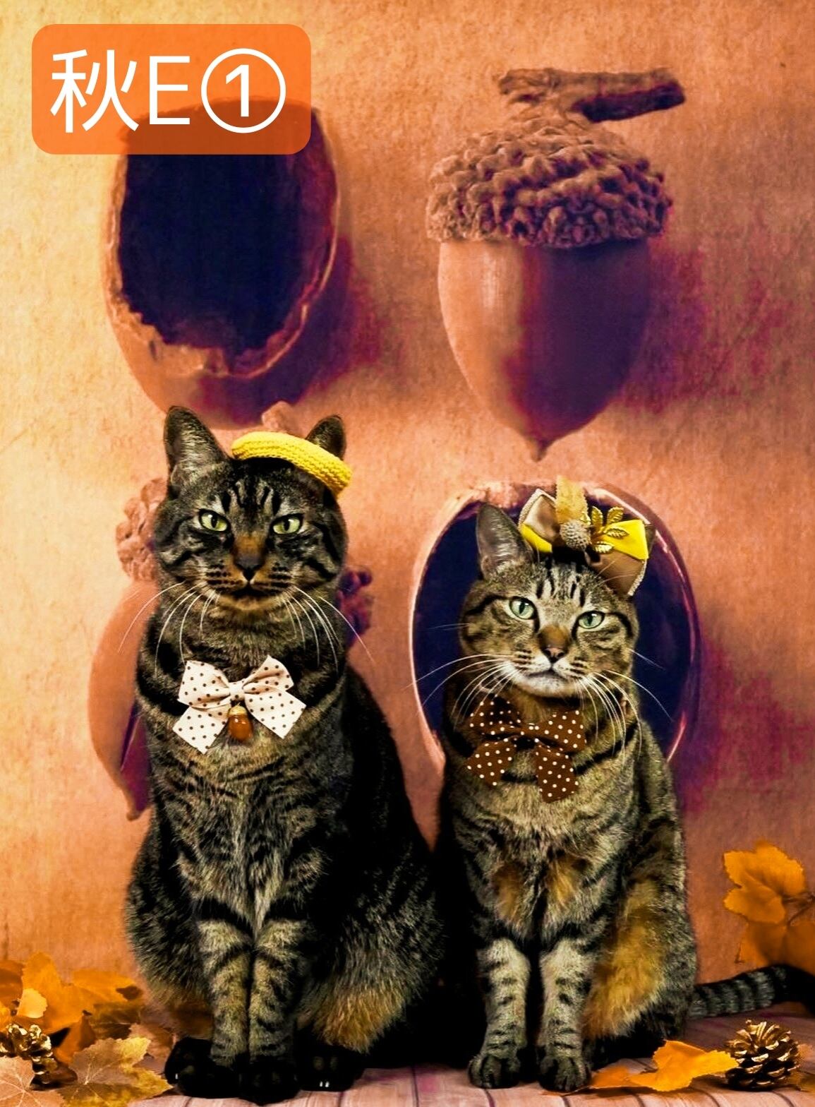 背景布 【 秋XB 】 80×120cm 9月 ペット撮影用フォトブース