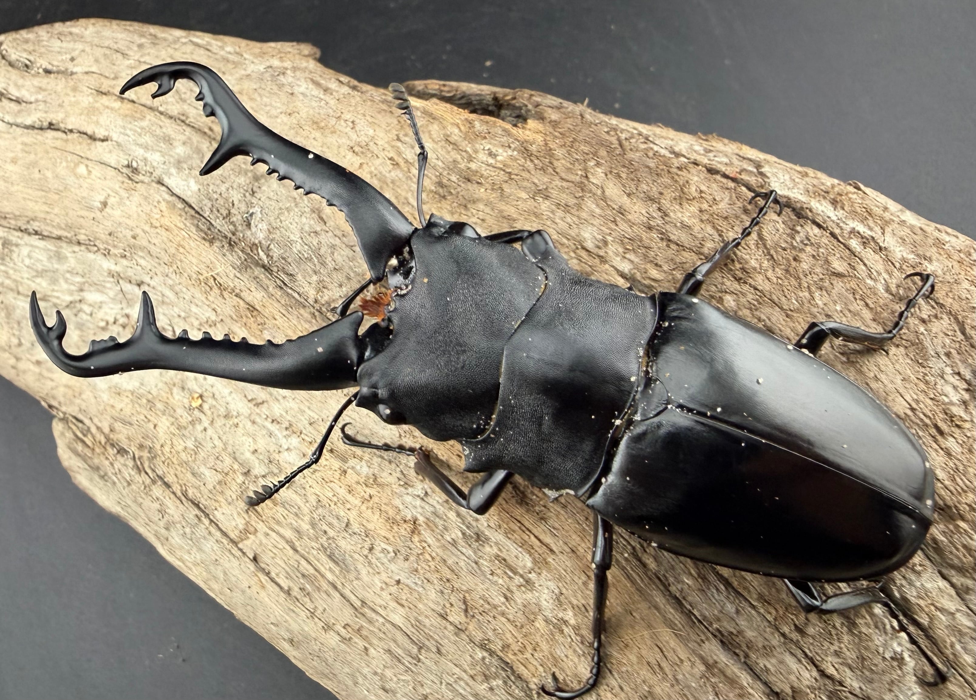 ギラファノコギリクワガタ ♂96ミリ♀45ミリ・スンバワ島・WD・成虫