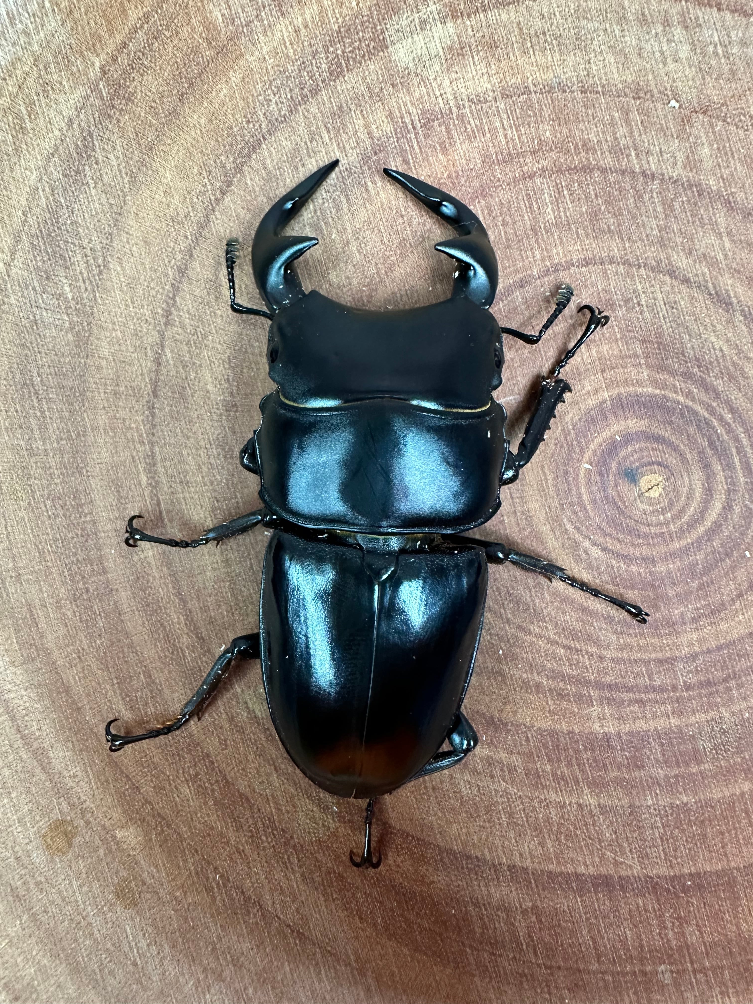 グランディスオオクワガタ 88．2mmペア グランディスオオクワガタ