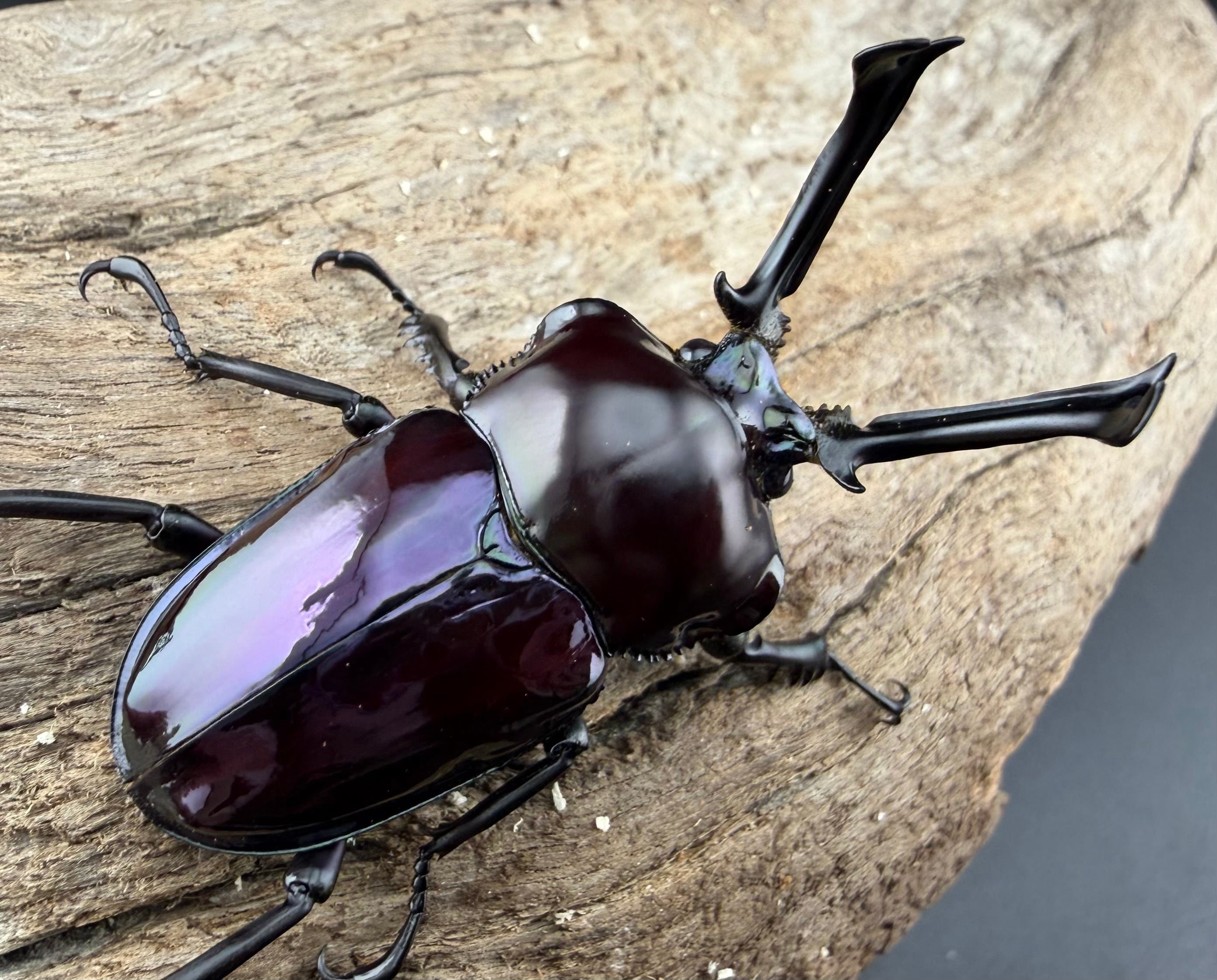 ニジイロクワガタ 紫紺系 52mm ペア》 | KPW公式オンラインショップ