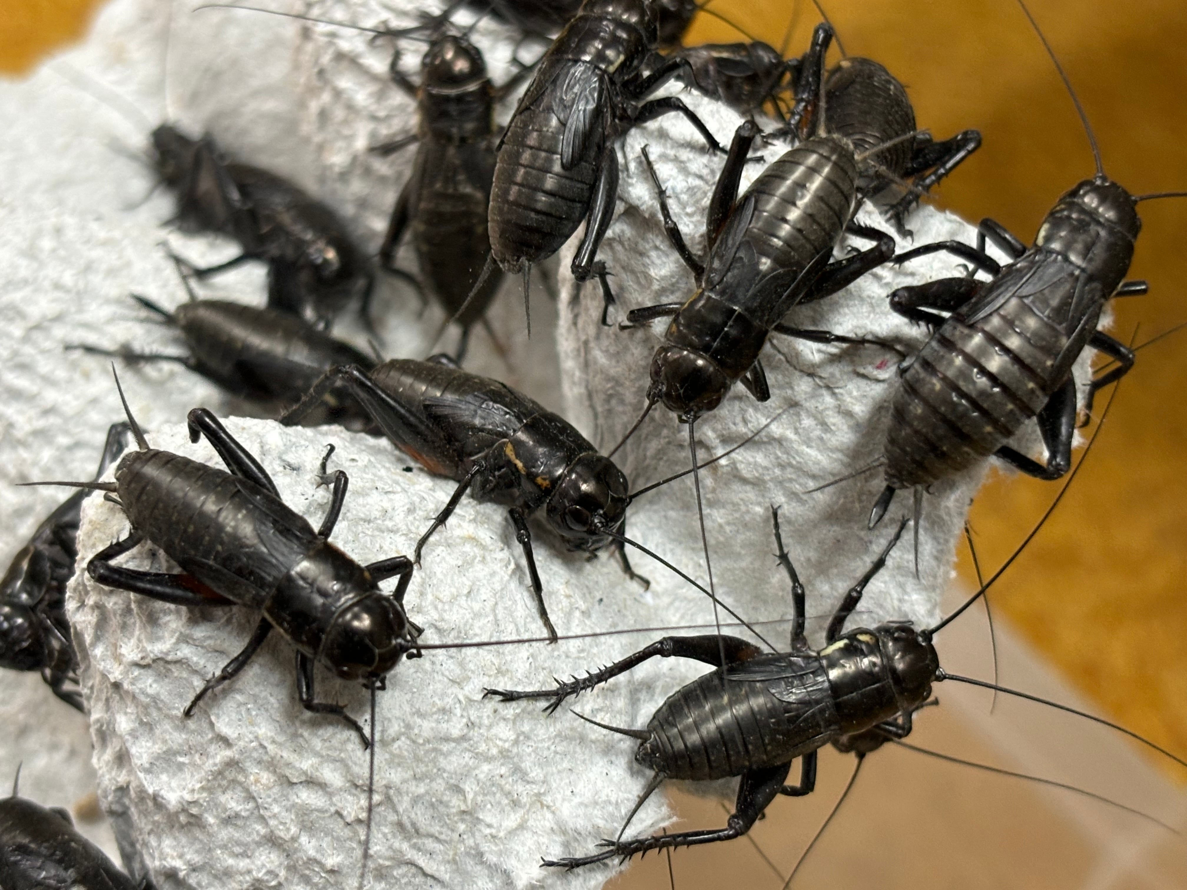 冷凍クロコL500g+冷凍イエコML500g 冷凍クロコL約500匹500g冷凍