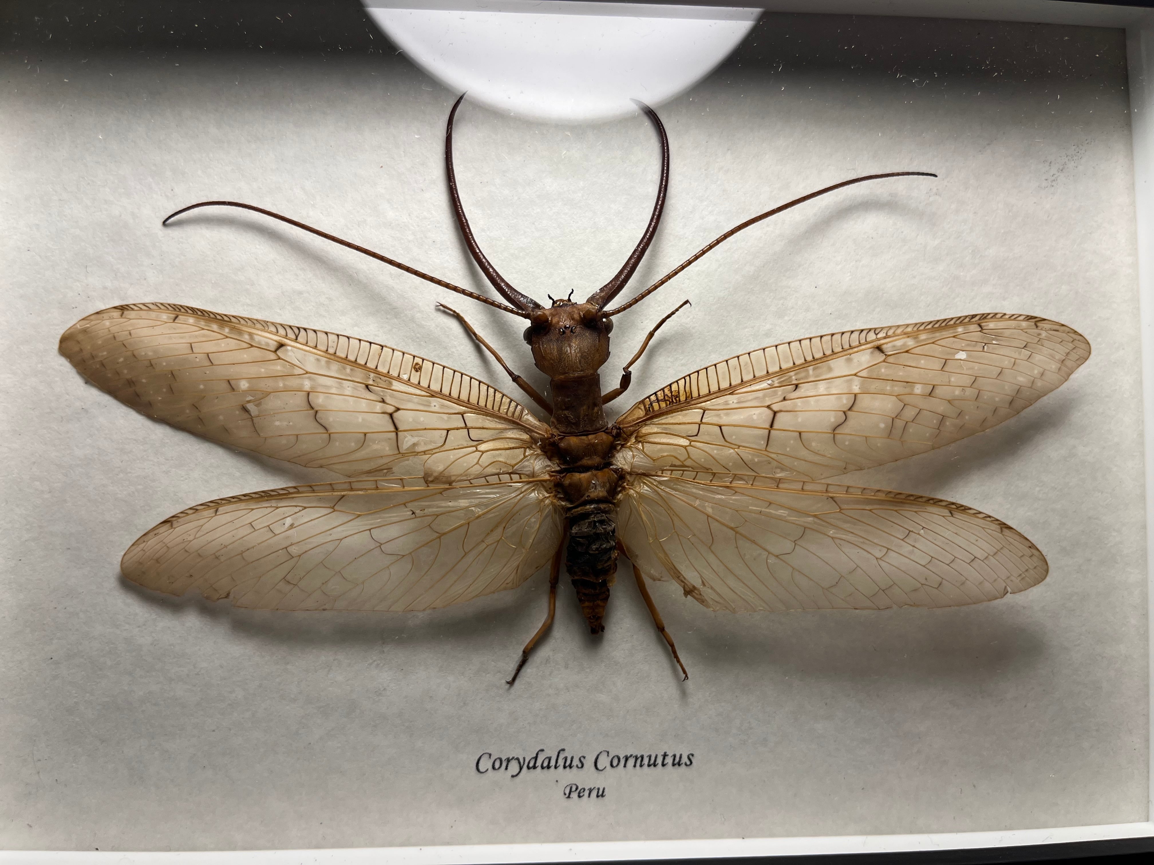 特大】オオキバヘビトンボ オオアゴヘビトンボ 昆虫標本 標本