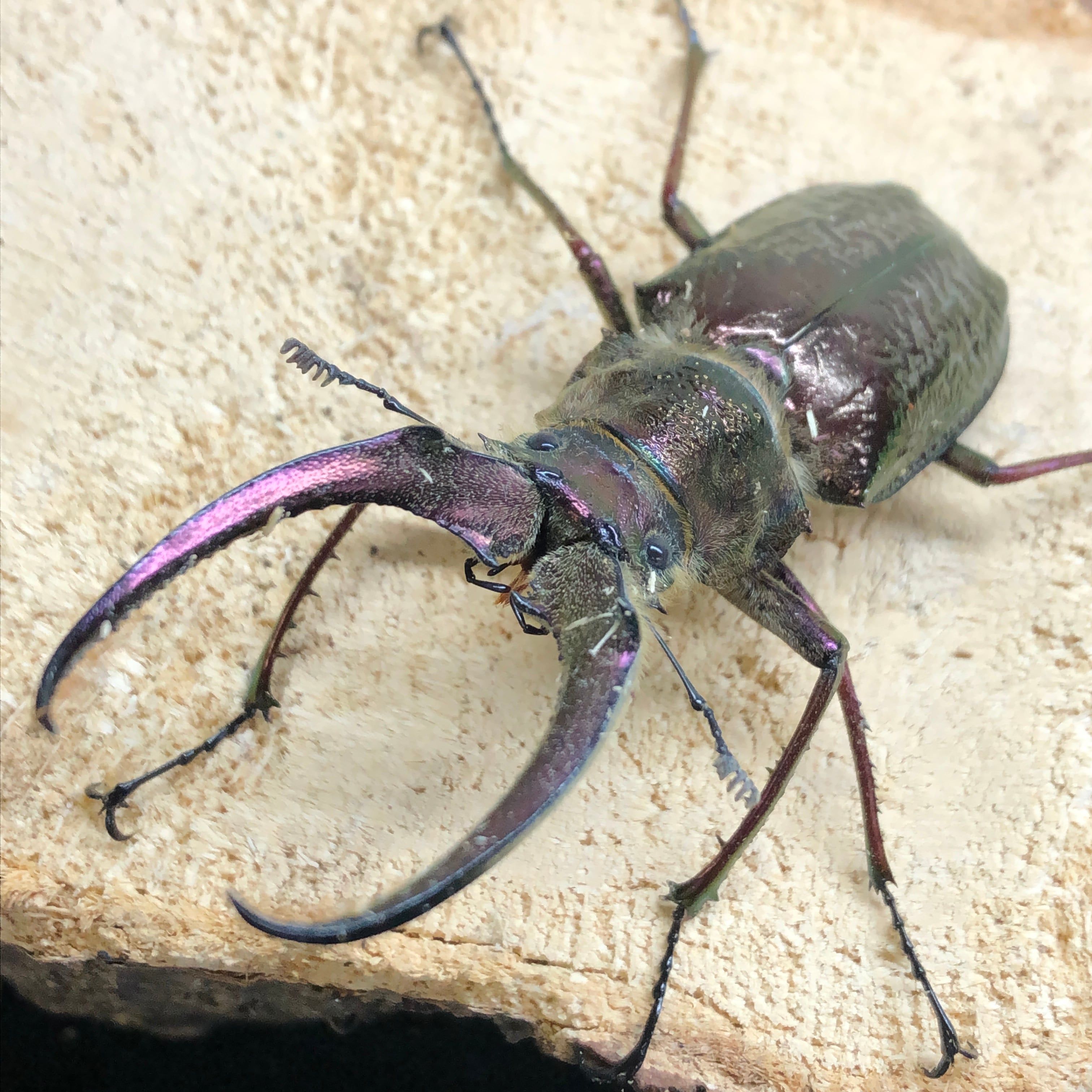 4/28入荷ペルーWild便】フェイスタメルシワバネクワガタ♂76ミリペア