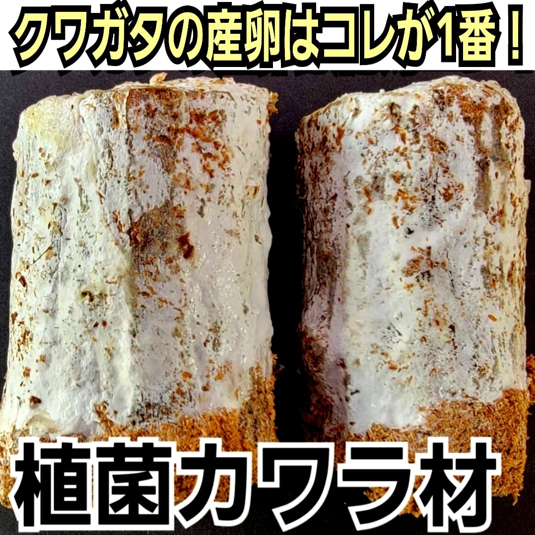 植菌カワラ材 クワガタを産卵させるならコレが1番です！タランドゥス