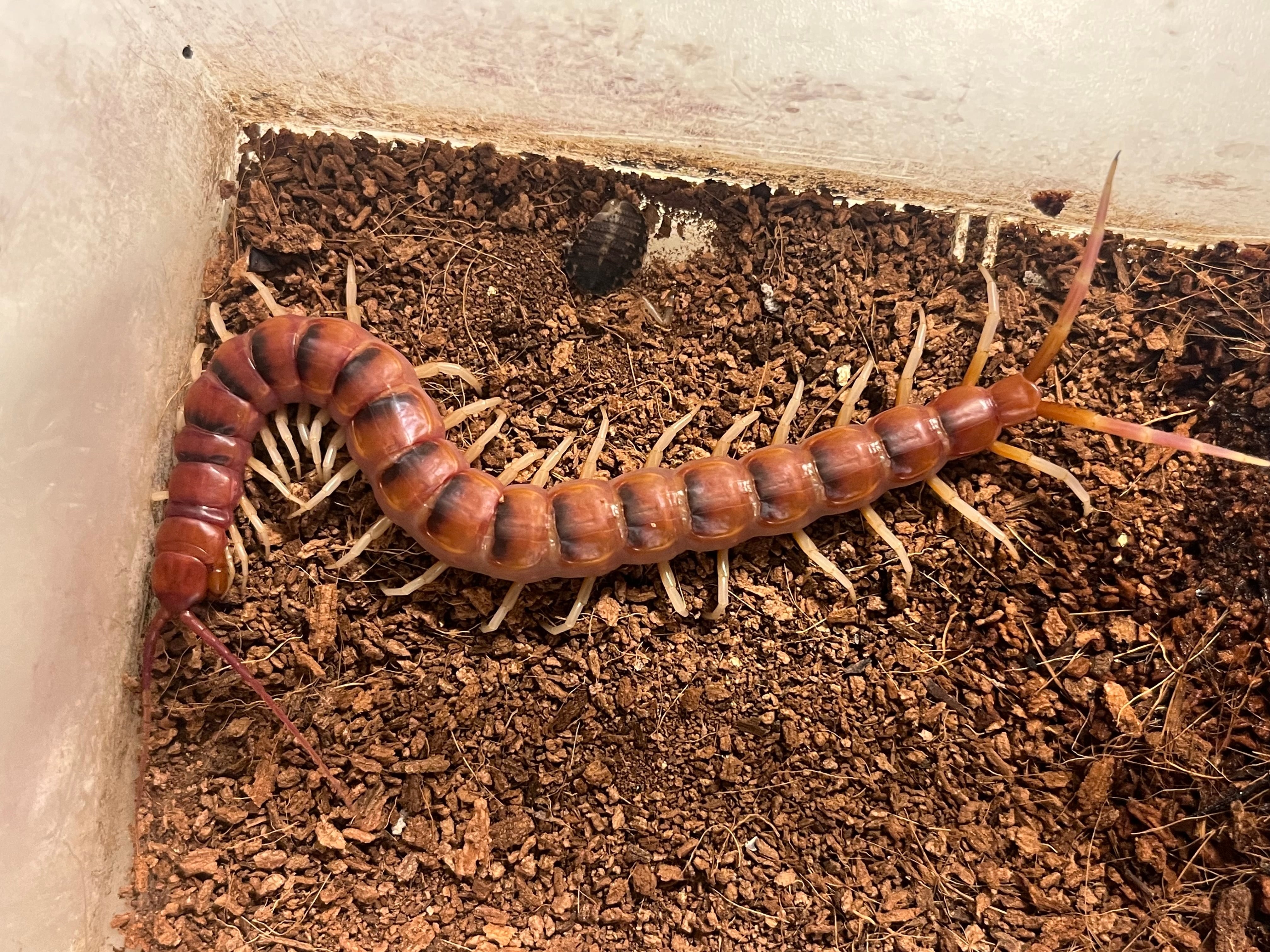 卸売5匹】ペルビアンホワイトレッグオオムカデセンチピード 全長15cm程