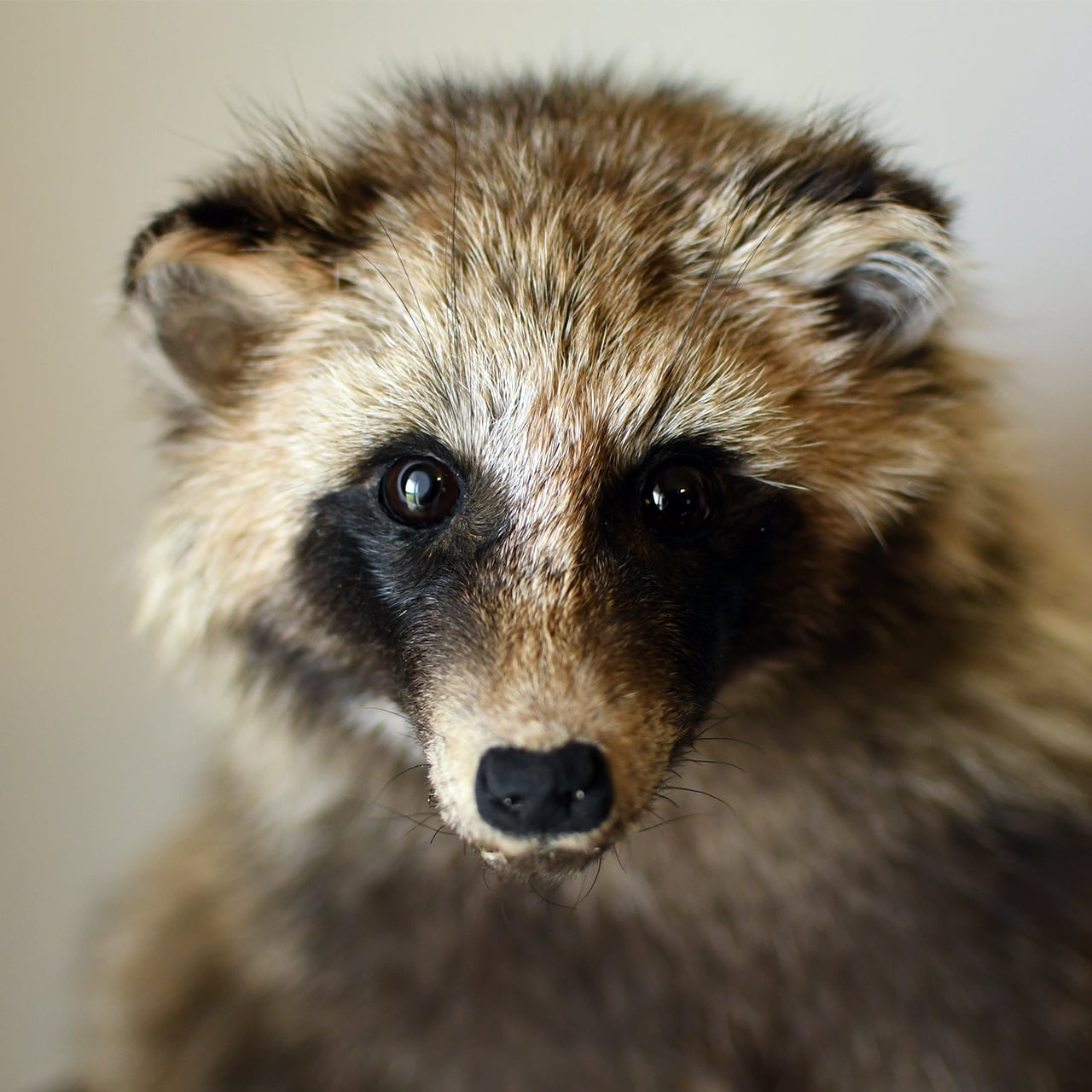 742f9811c9a09239ec8b8964a70b5d