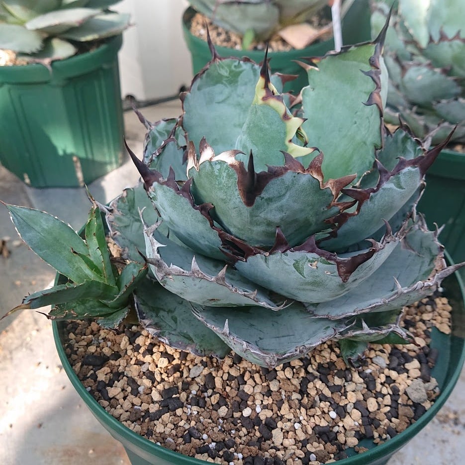 アガベアガベチタノタブラックアンドブルーBLACK&Blue BB