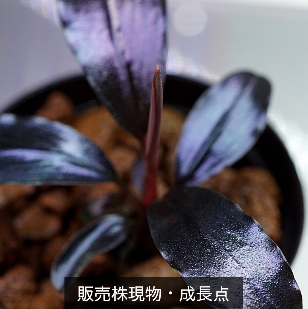 Bucephalandra sp. Theia blue ② ブセファランドラ Bucephalandra sp