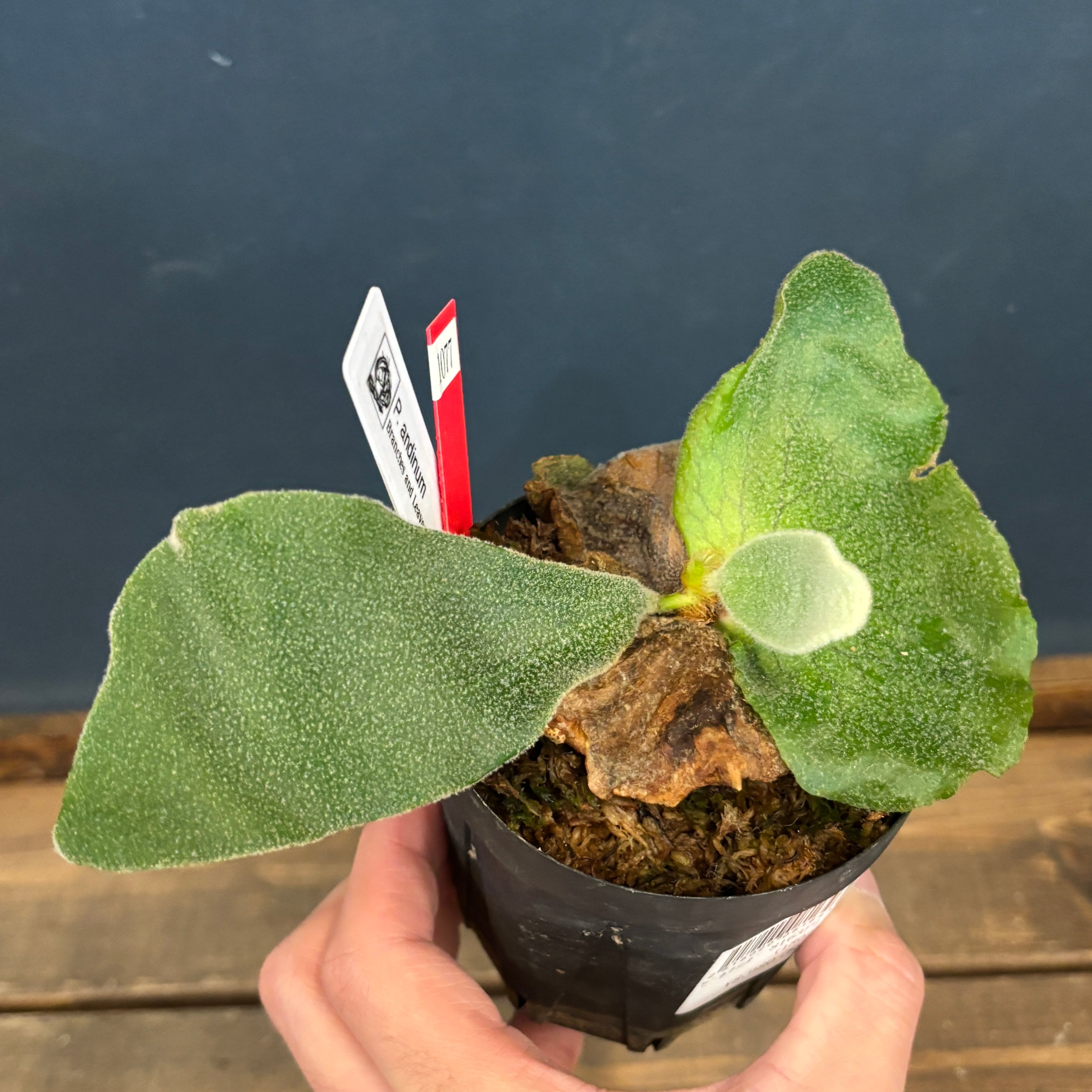 その他イベント | PROTOLEAF プロトリーフ