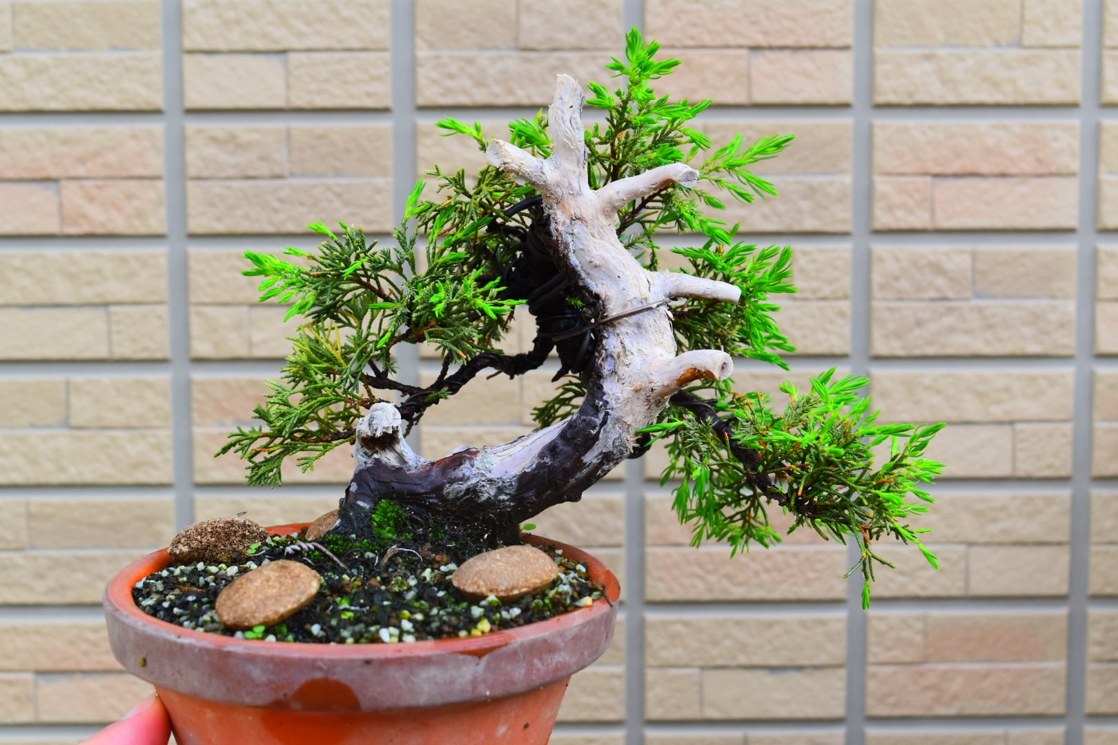 千】小ぶりの植木鉢 「陶翠」 盆栽鉢 辰砂