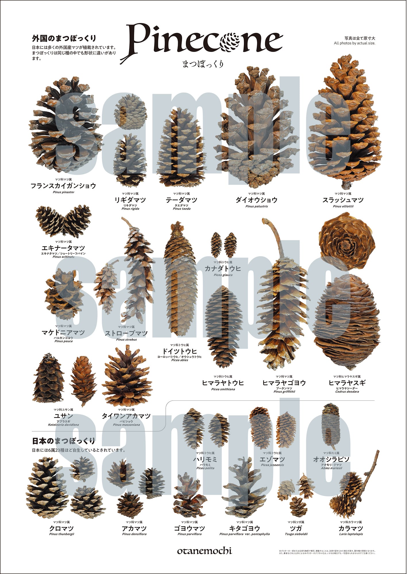 原寸大まつぼっくりB2ポスター | otanemochi