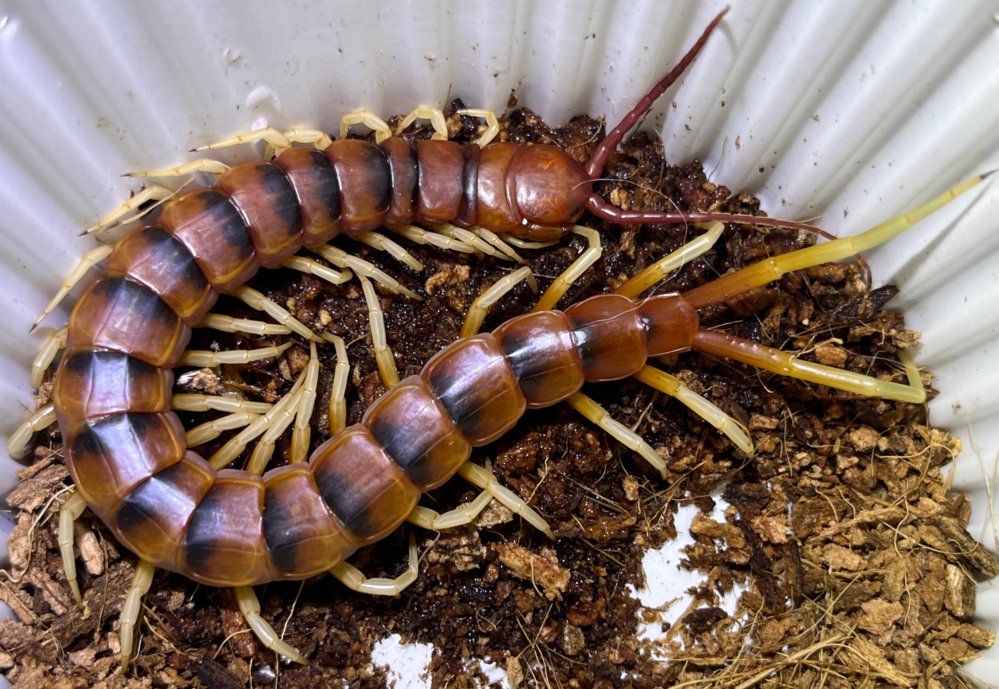 特大ペルビアンジャイアントセンチピード34cm 欠損あり