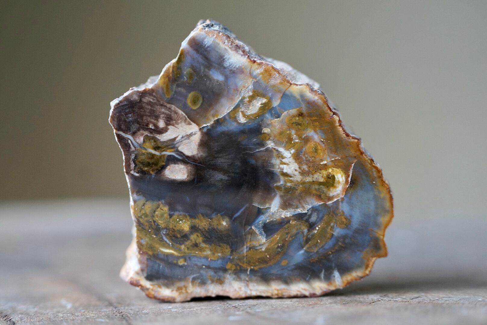 珪化木 Araucarioxylon 22 | 叙景 jokei