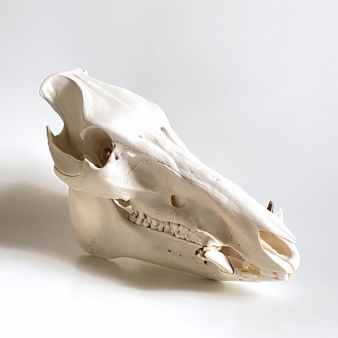 イノシシ 頭骨 標本 牙 | 地球屋