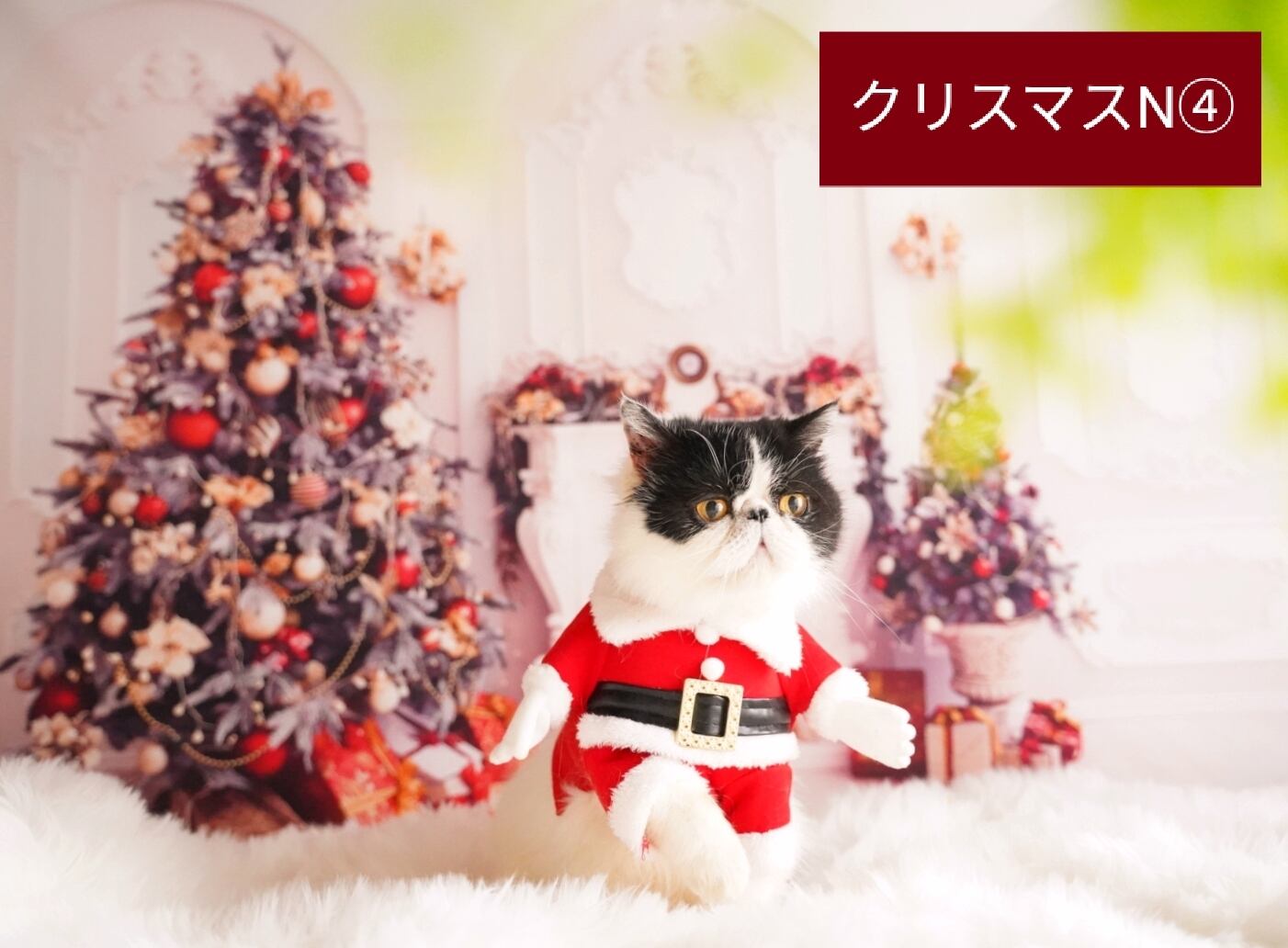 背景布 【 クリスマスXB 】 80×120cm 12月 ペット撮影用フォトブース