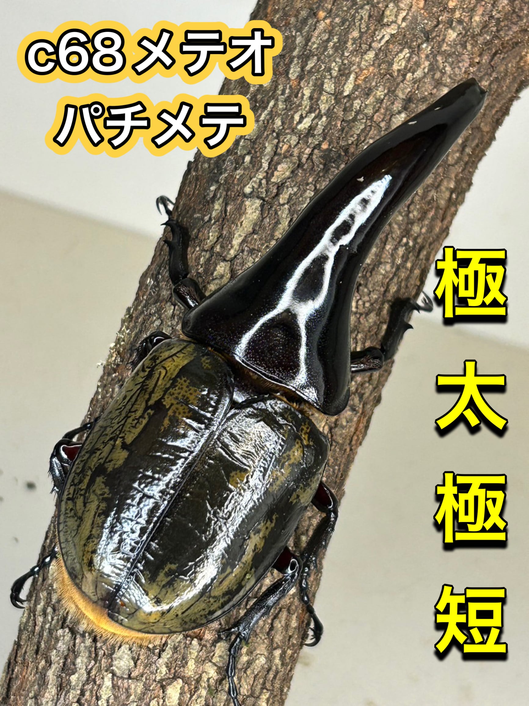 ヘラクレスヘラクレス 蛹 標本 ヘラクレスオオカブト ヘラクレス