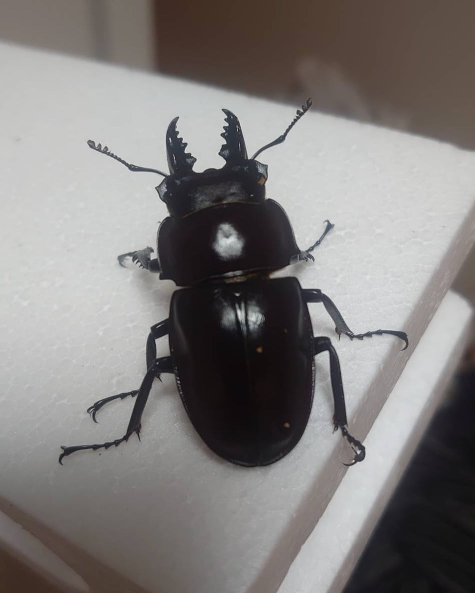 アマミマルバネクワガタ徳之島 ♂単品51mm(送料無料) | Beetle Shop Hachi