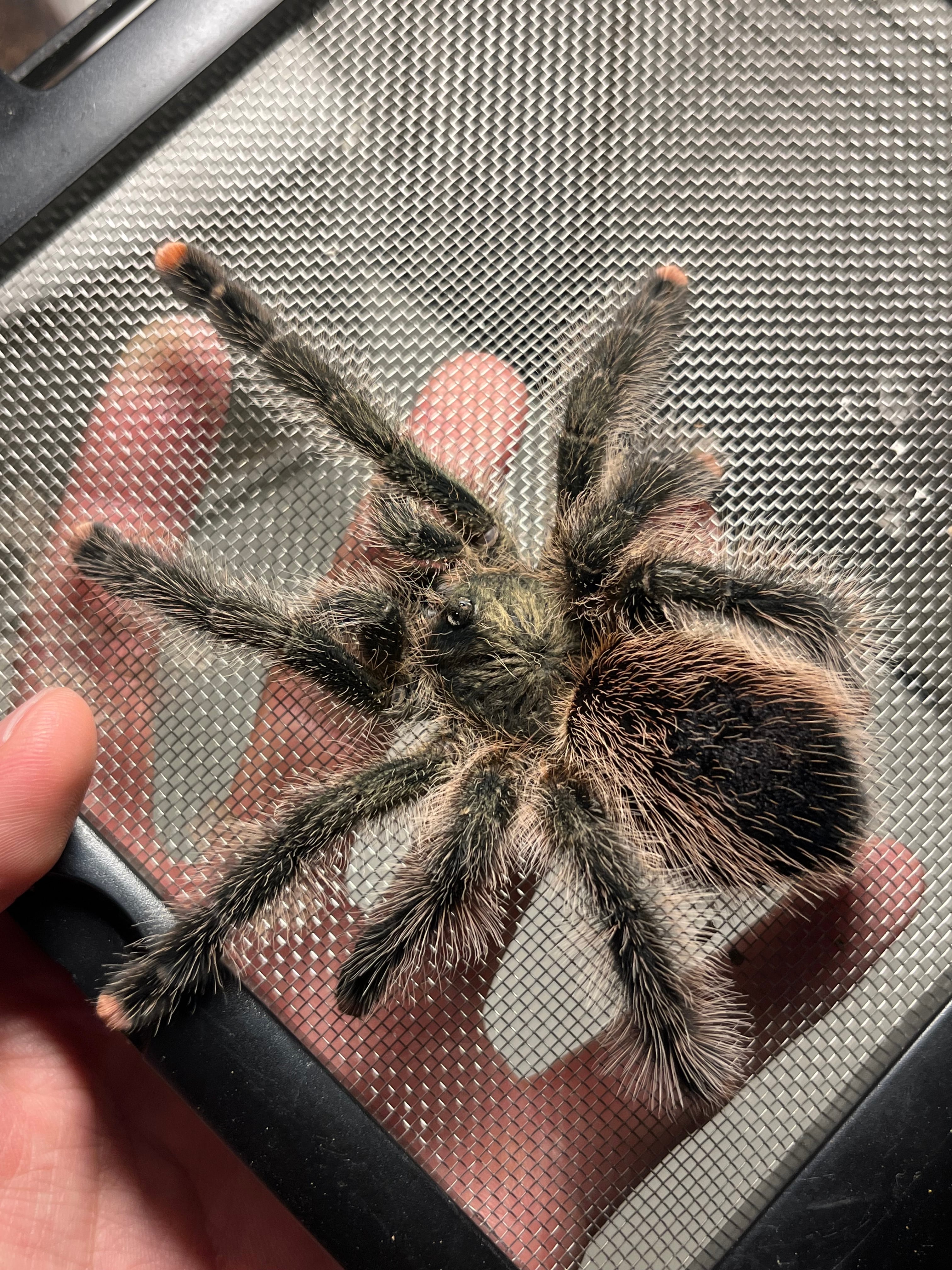 螽斯最大級】トゲキリギリス 標本 スパイニーロブスター ナナフシ