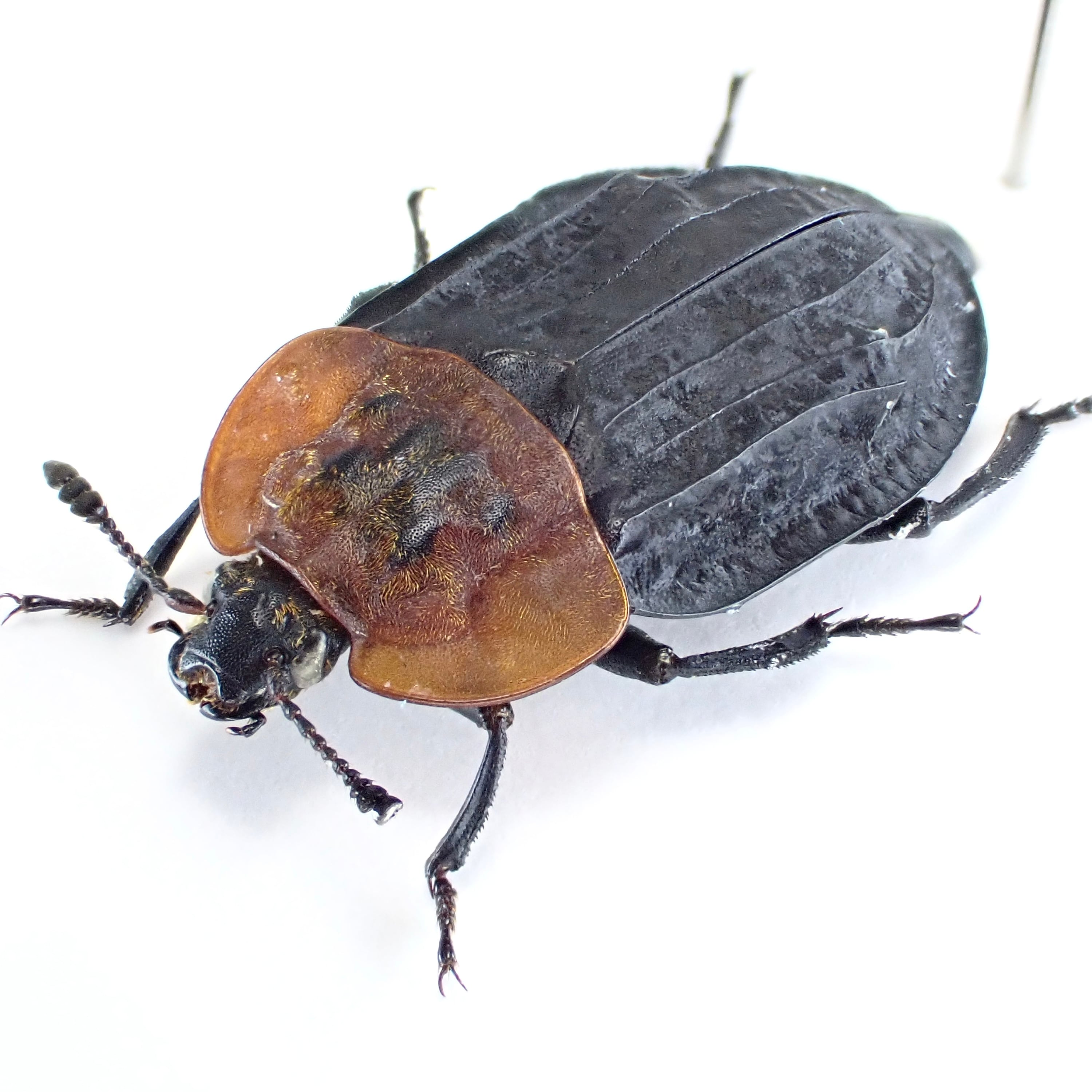 3951 外国切手 SWA 1987年 Erik Holm デザイン 昆虫 3951 外国切手 SWA