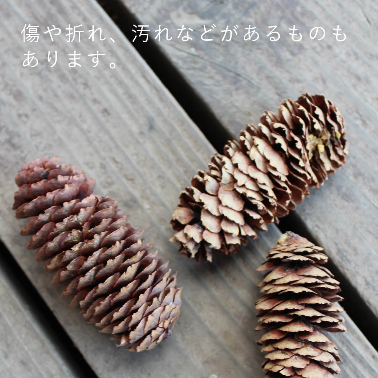 ドライフラワー アカエゾマツ / 北海道産 まつぼっくり マツボックリ