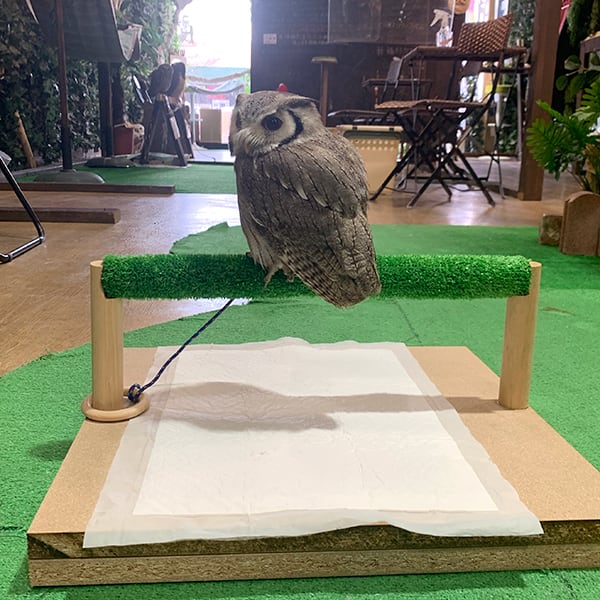 大型猛禽パーチ、ファルコンブロック フクロウパーチ（屋外内用