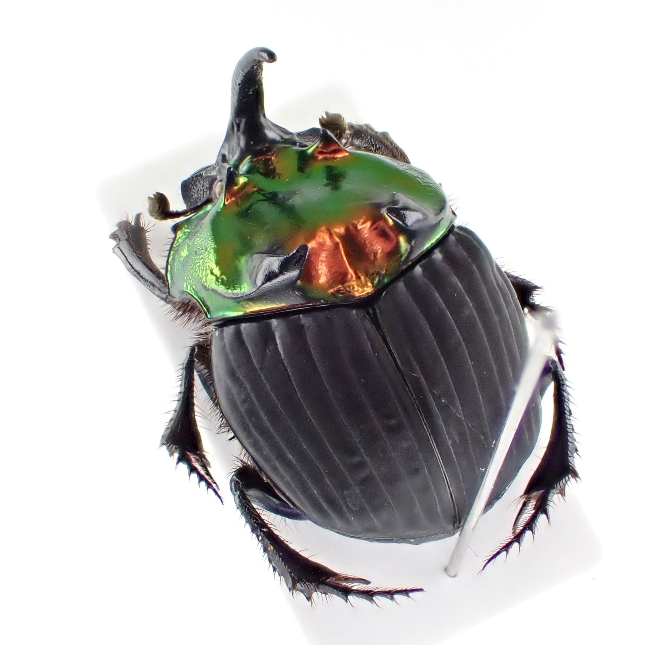 3787 外国切手 チェコスロバキア WWF 両生類動物 凹版 4種完 【公式通販】