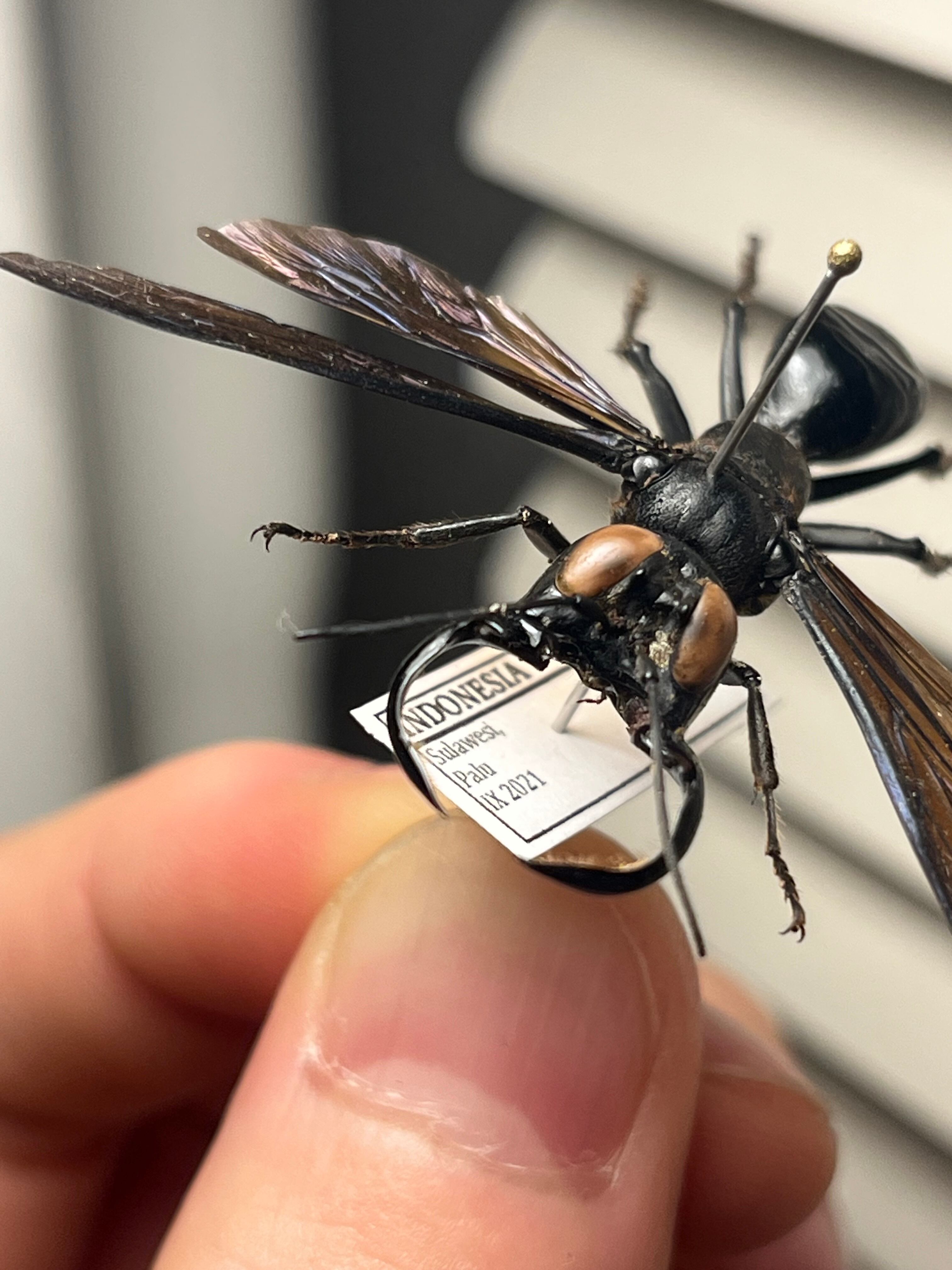 45mm】メガララガルーダ ハチ蜂スズメバチタランチュラホークメガララ