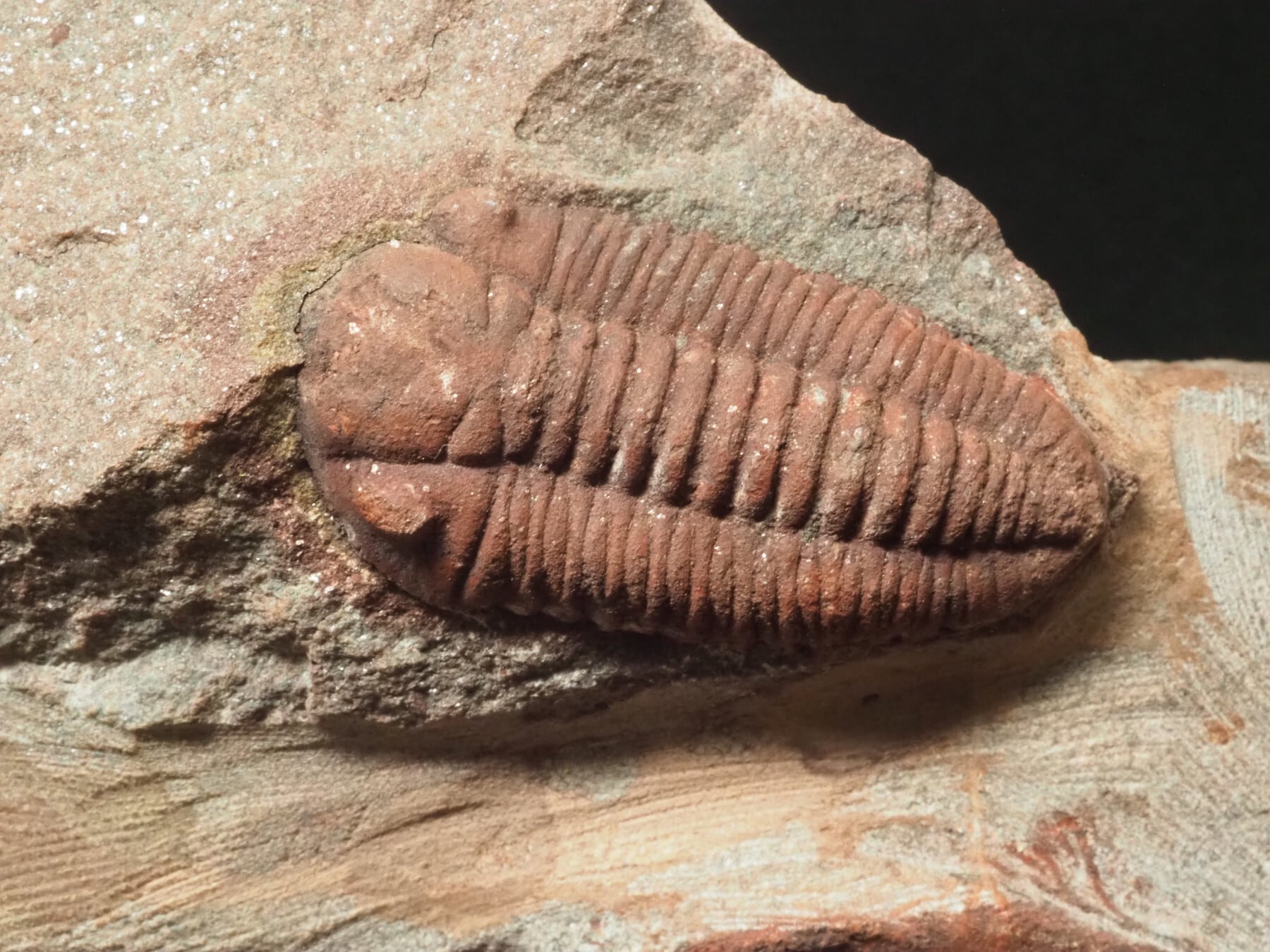 ウミユリ 化石 棘皮動物 重さ682 g 大きさ 約18x16 cm モロッコ産