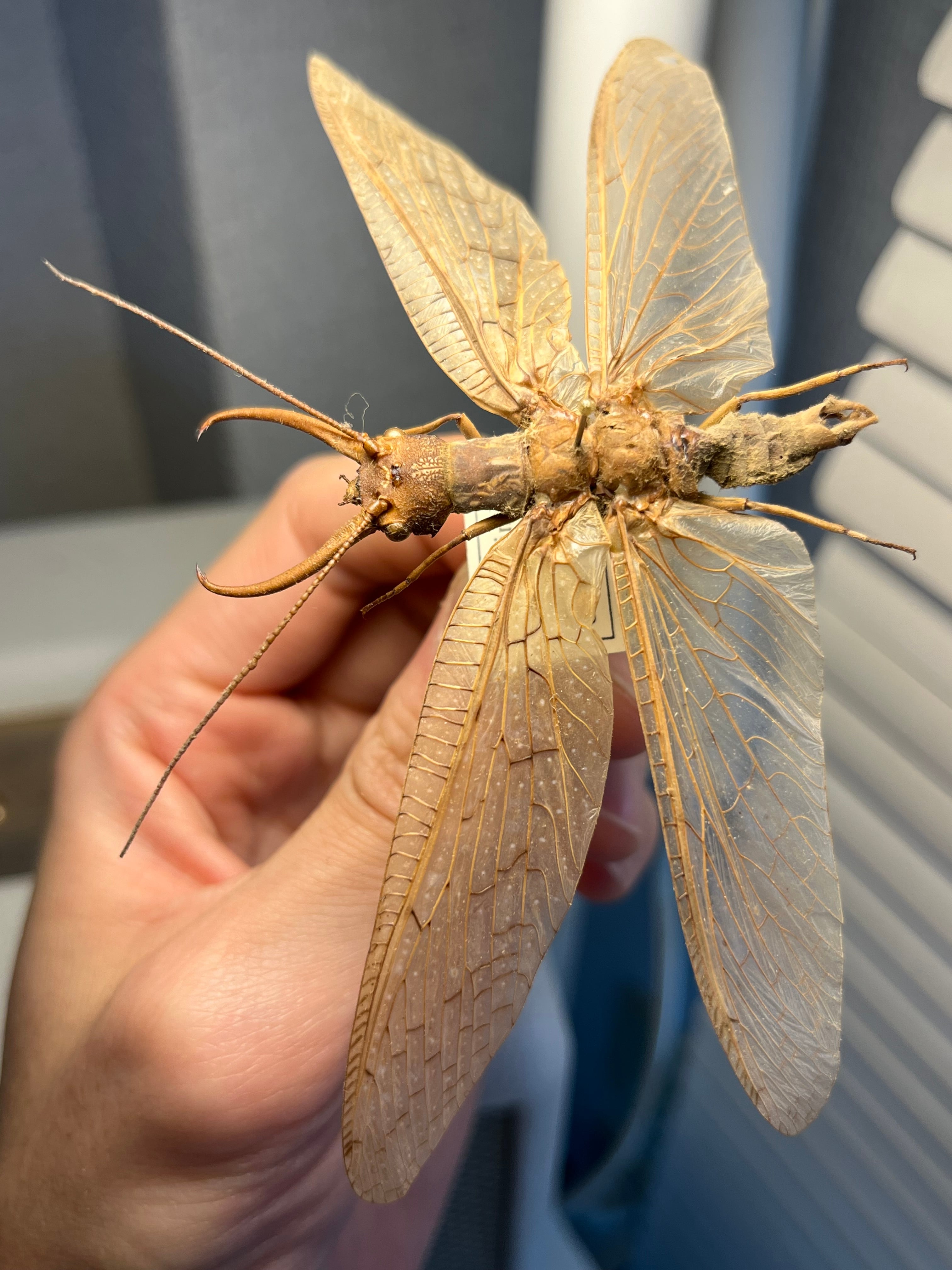 希少産地】オオアゴヘビトンボ 奇蟲 タランチュラ ムカデ 標本 昆虫