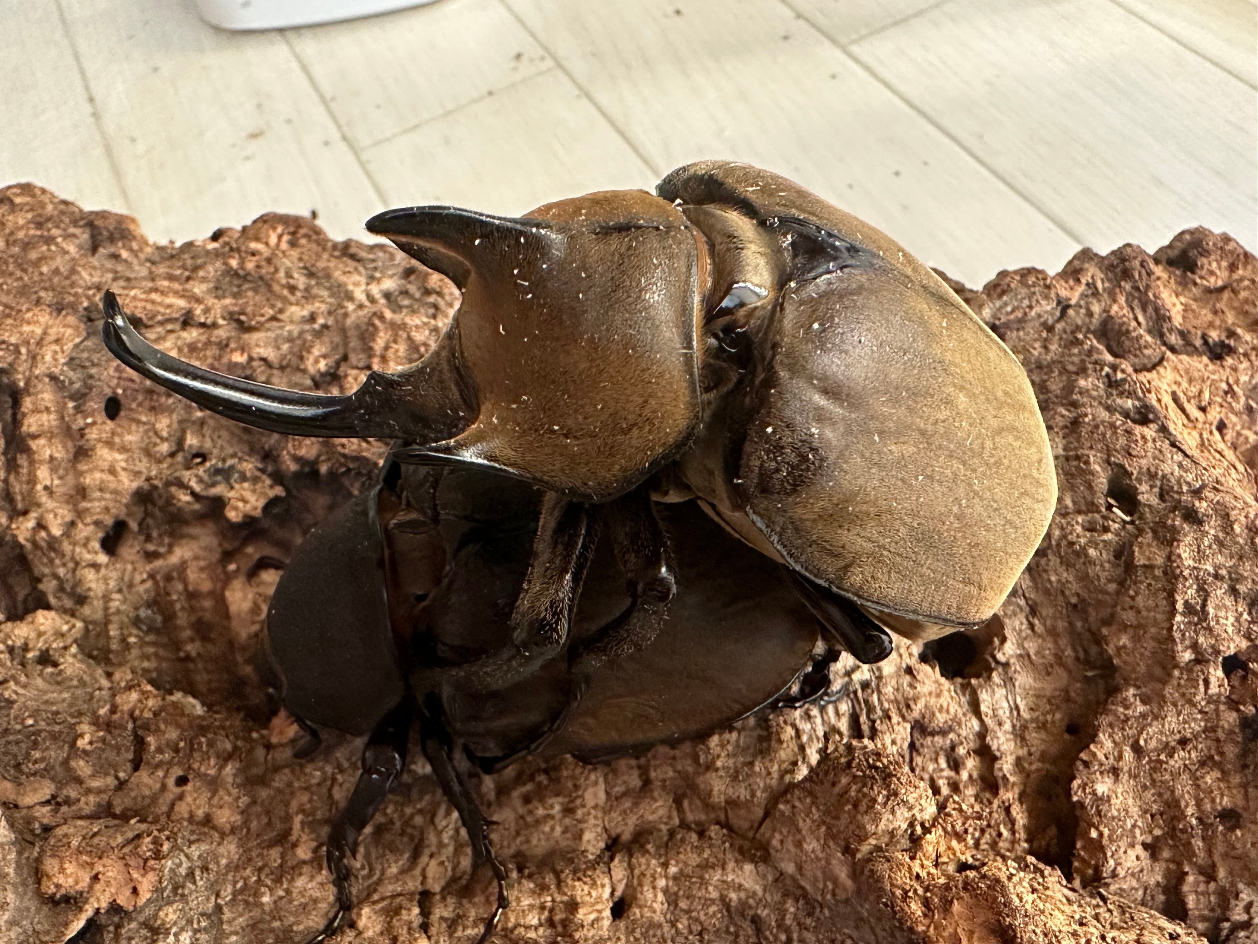 コロンビア産 ラミレスゾウカブト 92mm 【公式通販】