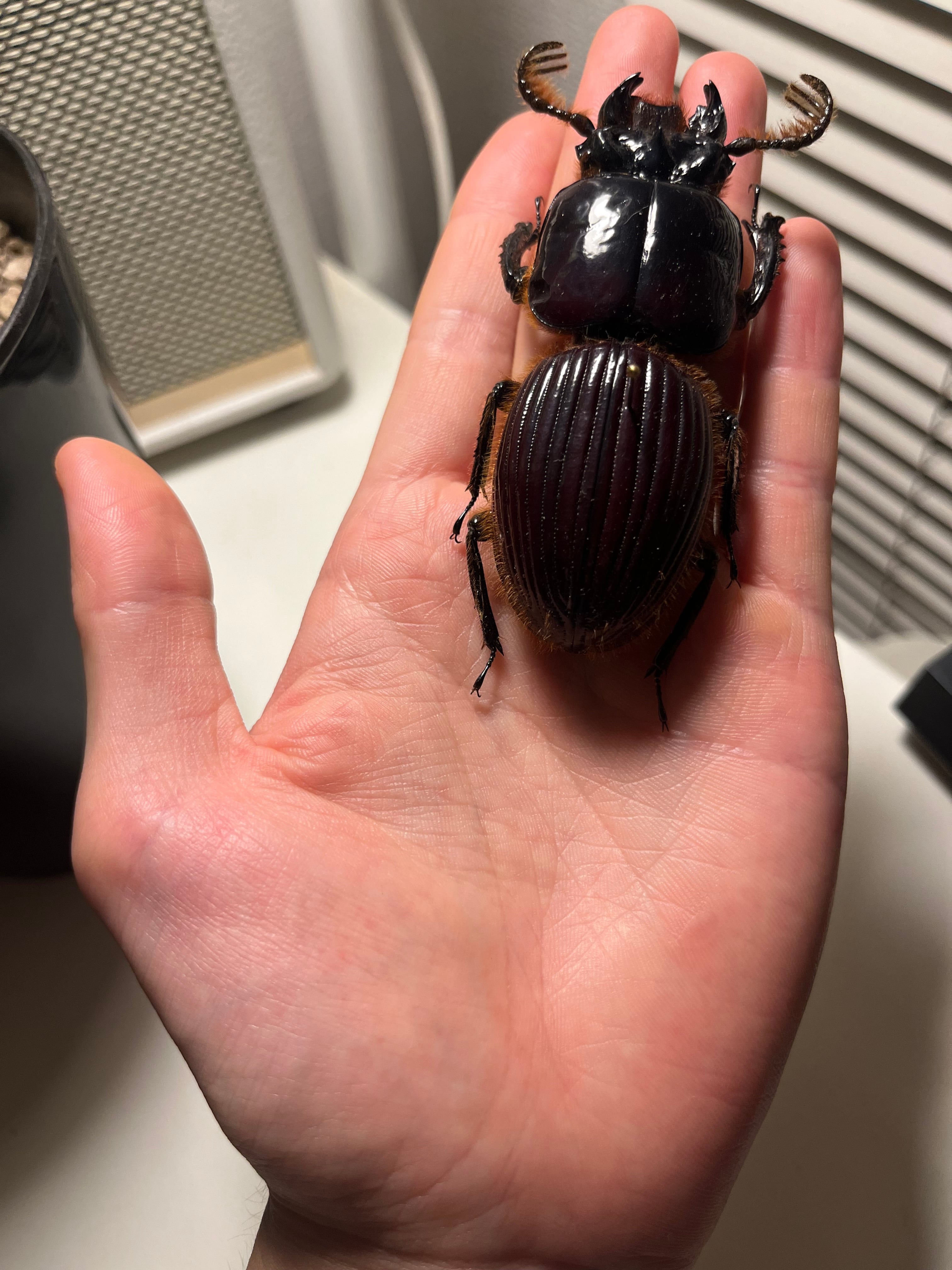 81mm】赤ゴーリーオバケクロツヤムシ ゴキブリゴミムシハンミョウ