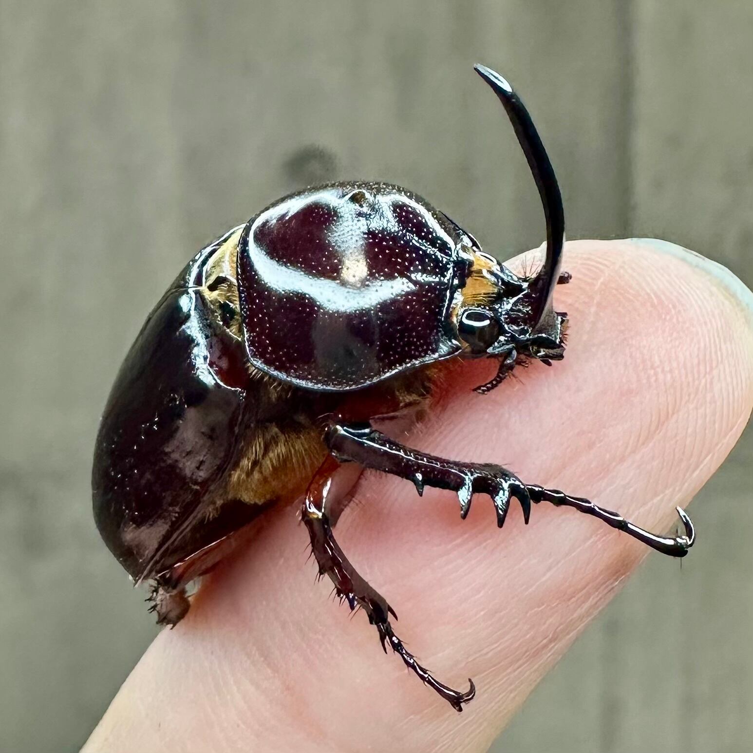 ムニスゼッチコフキカブト ☆ムニスゼッチコフキカブト ペア☆NO1 40ミリ