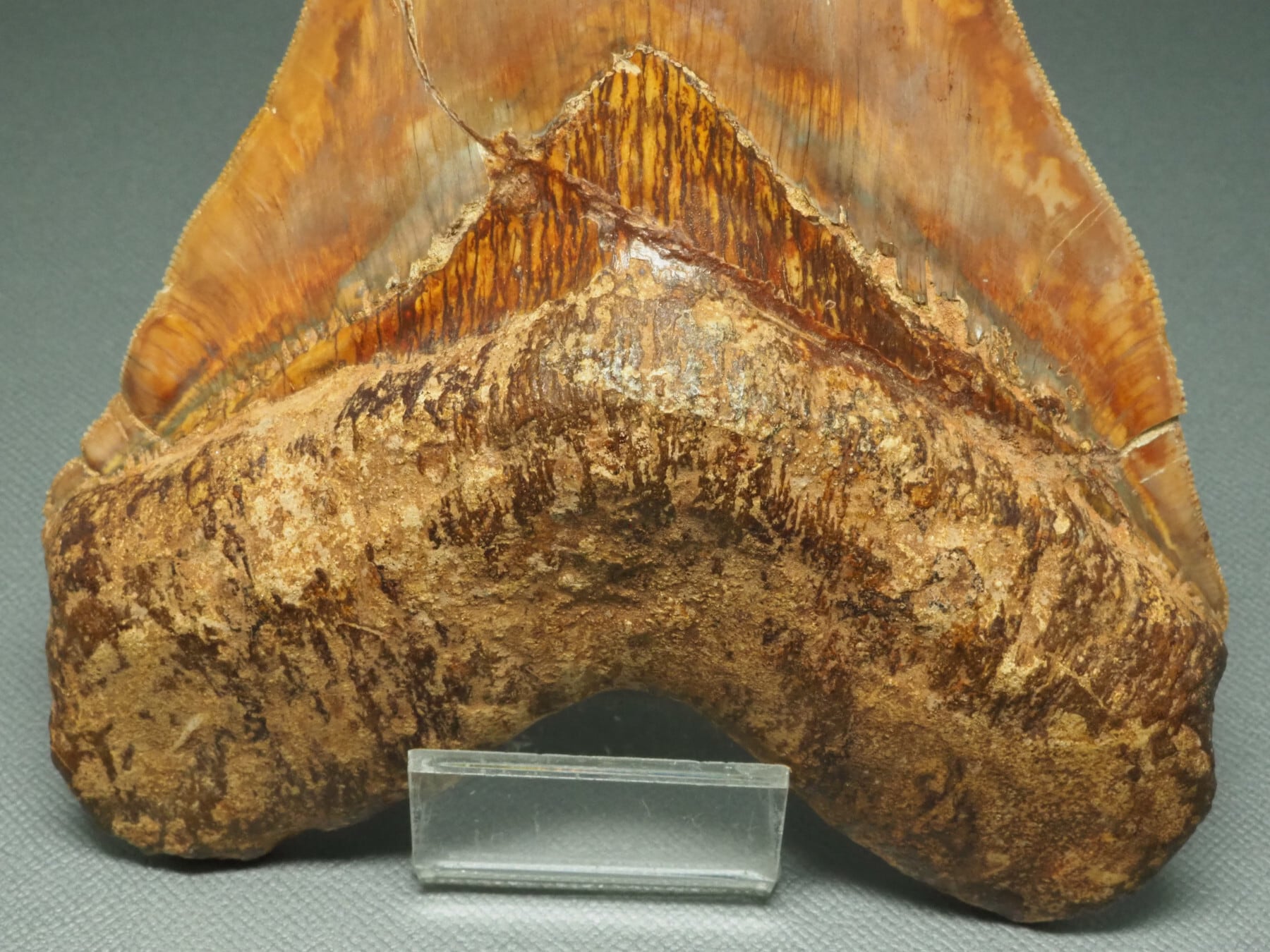 メガロドンの歯 [MG208] 化石 【公式通販】