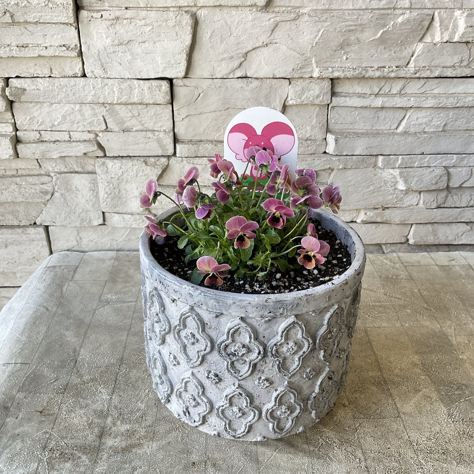 ビオラ ディープピンクコアラ 陶器鉢植え | 橋本種苗園