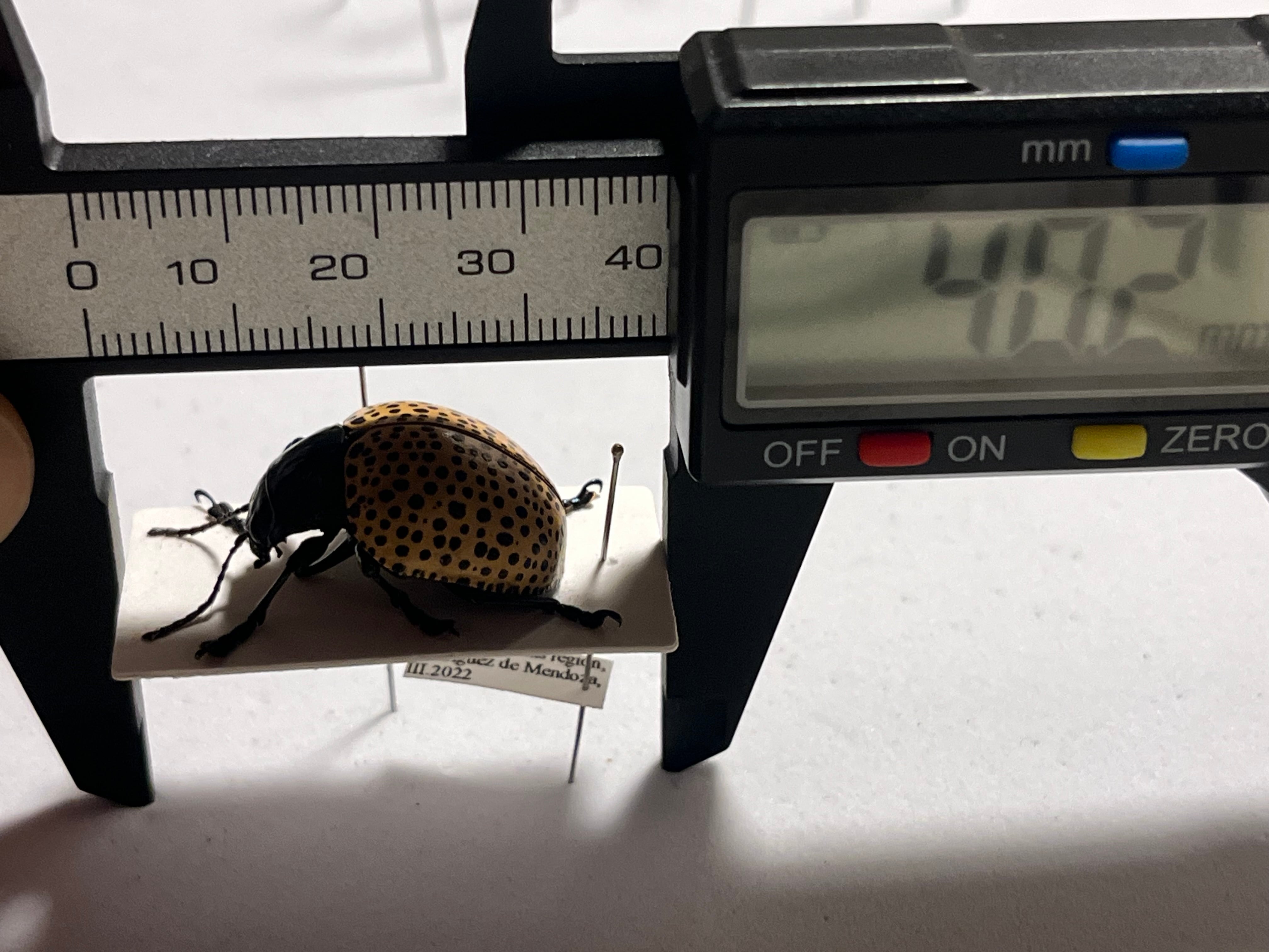 真作】ミズタマズングリハムシ 草間彌生 作品 昆虫標本 キノコムシ