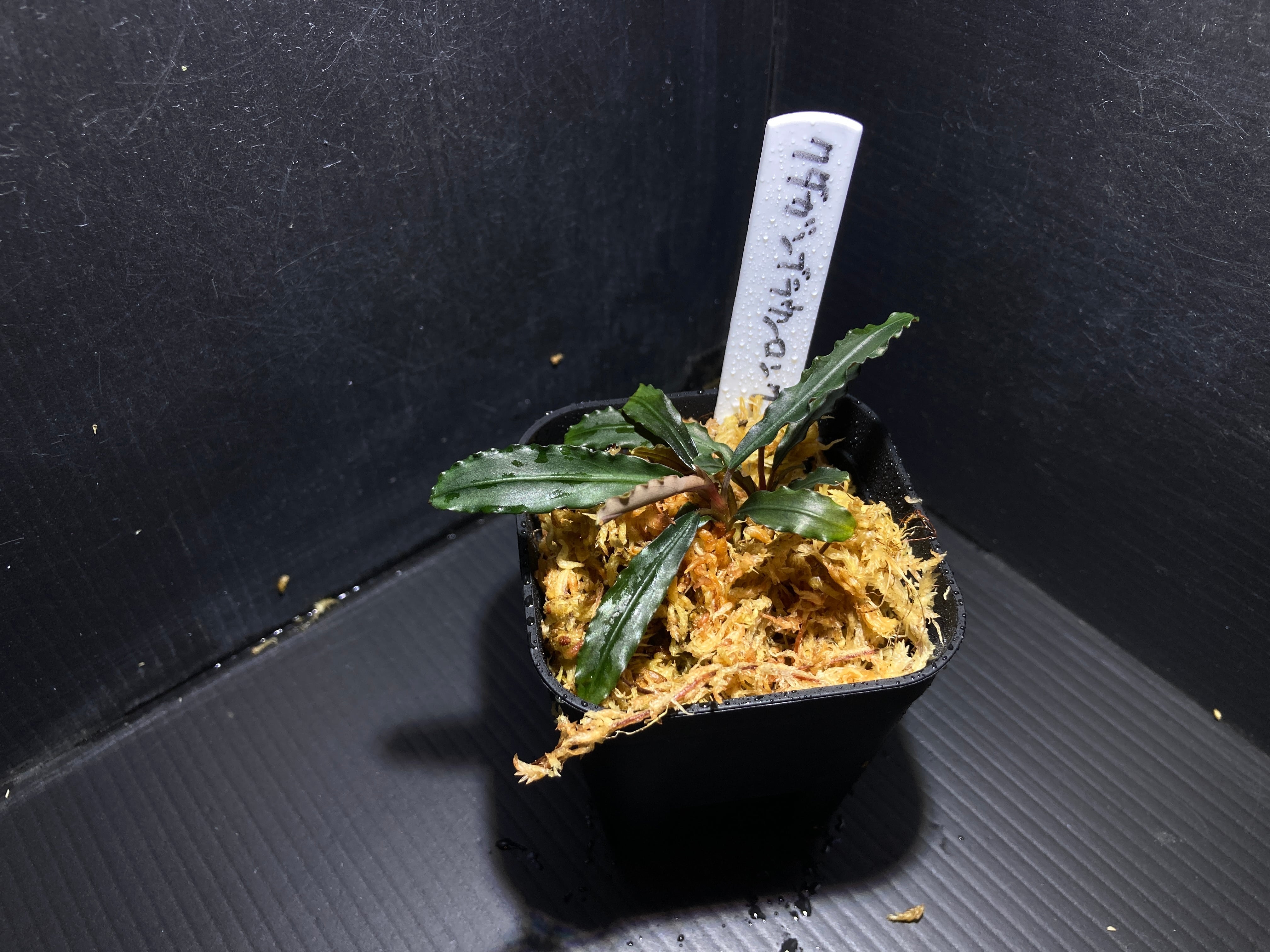 C*R様 ブセファランドラsp. オリーバ Bucephalandra sp.オリーバ