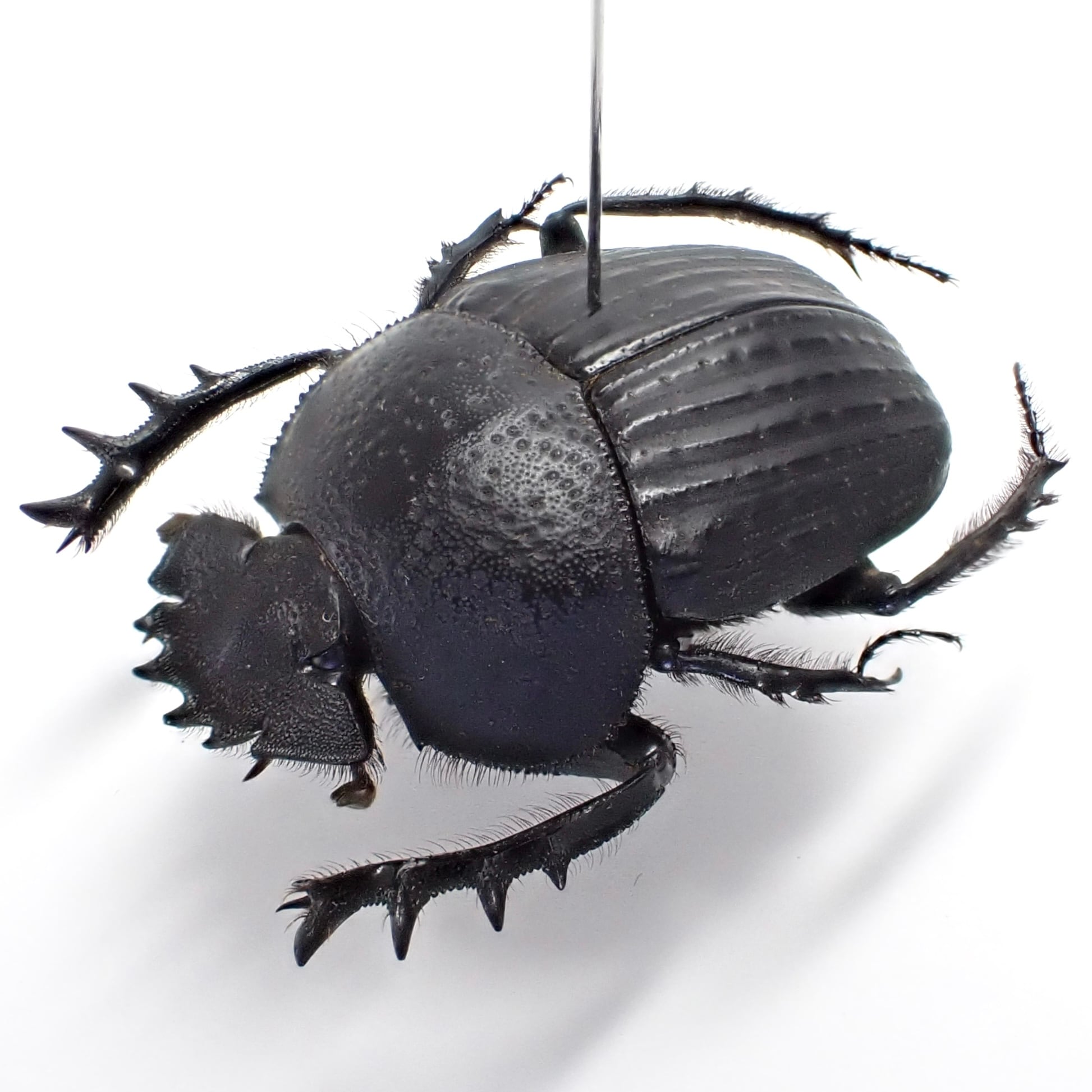 タマオシコガネの仲間（SOLD） | 昆虫標本 Diggers & Rollers