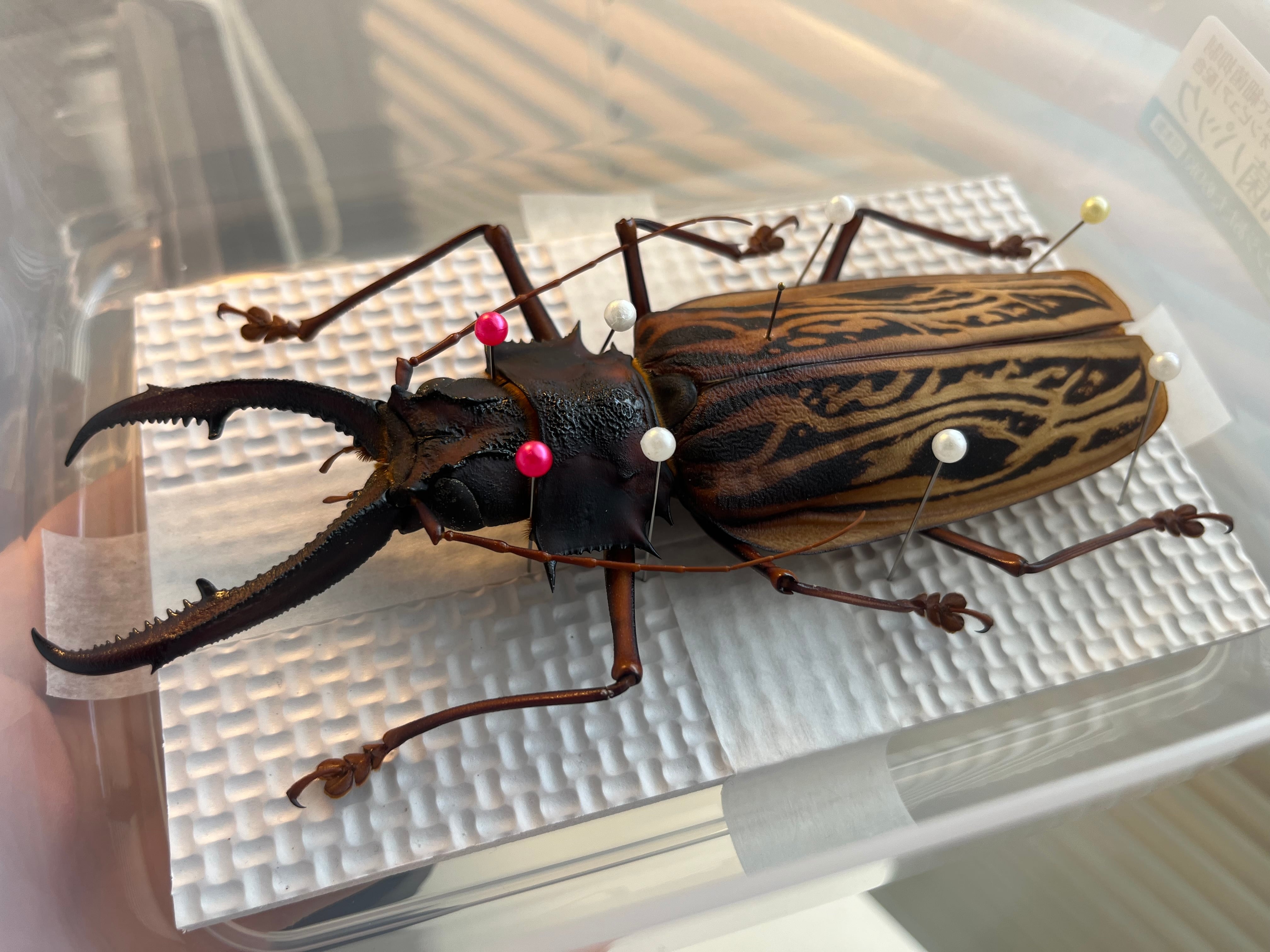 150mmup】オオキバウスバカミキリ標本 Macrodontia cervicornis