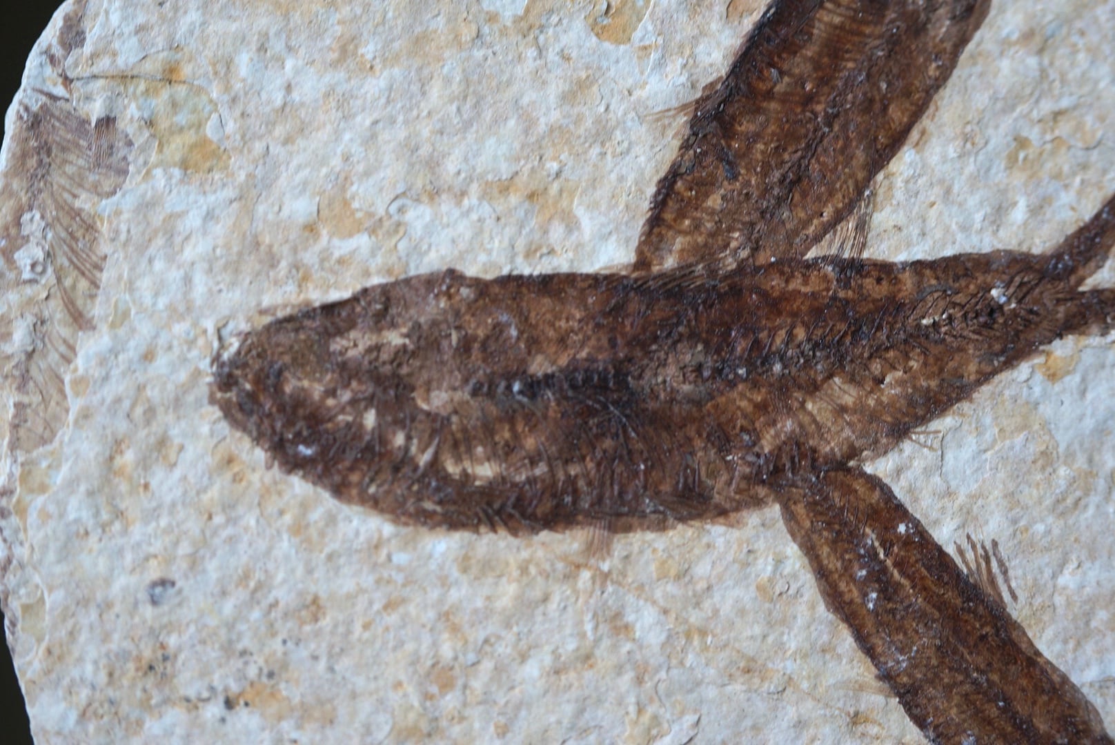 ナイティア化石 Knightia alta Fossil | 叙景 jokei